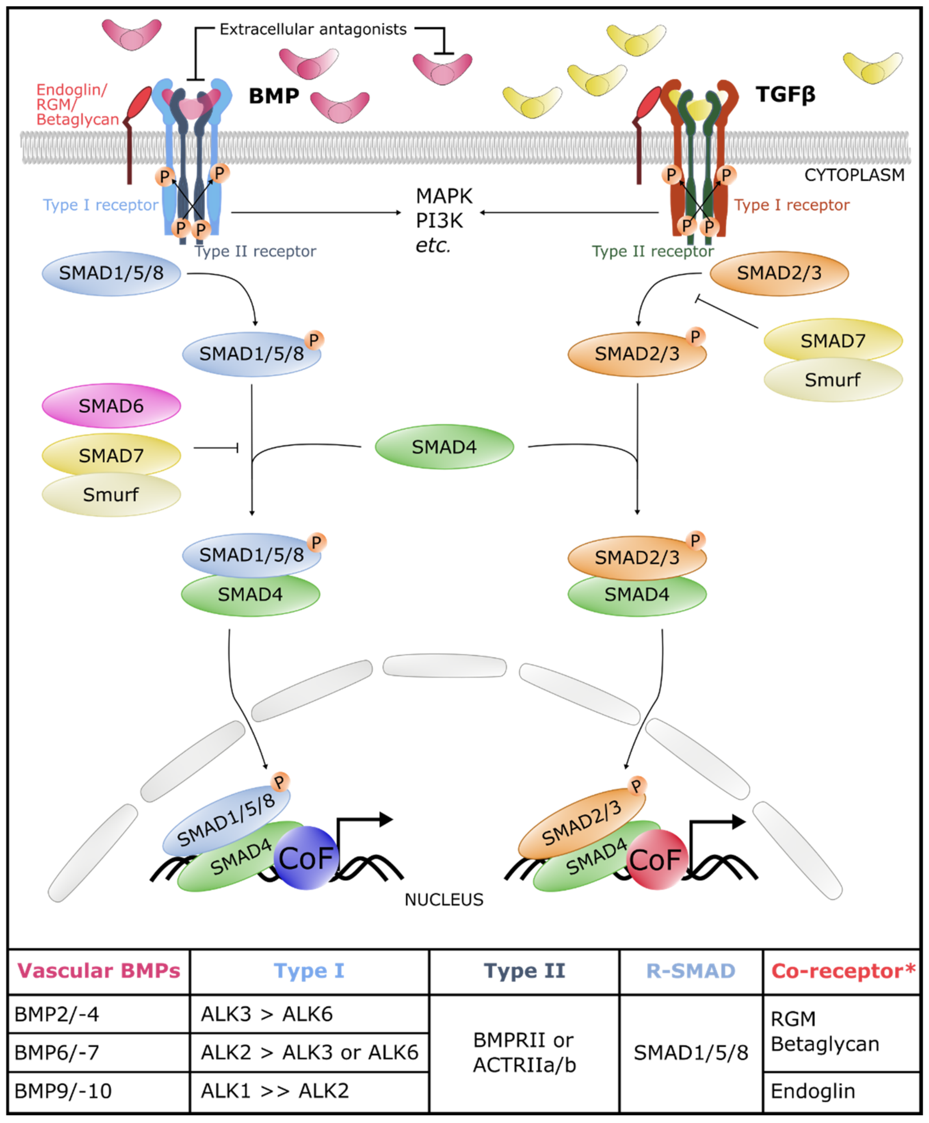IJMS | Free Full-Text | The BMP Pathway in Blood Vessel and Lymphatic  Vessel Biology | HTML