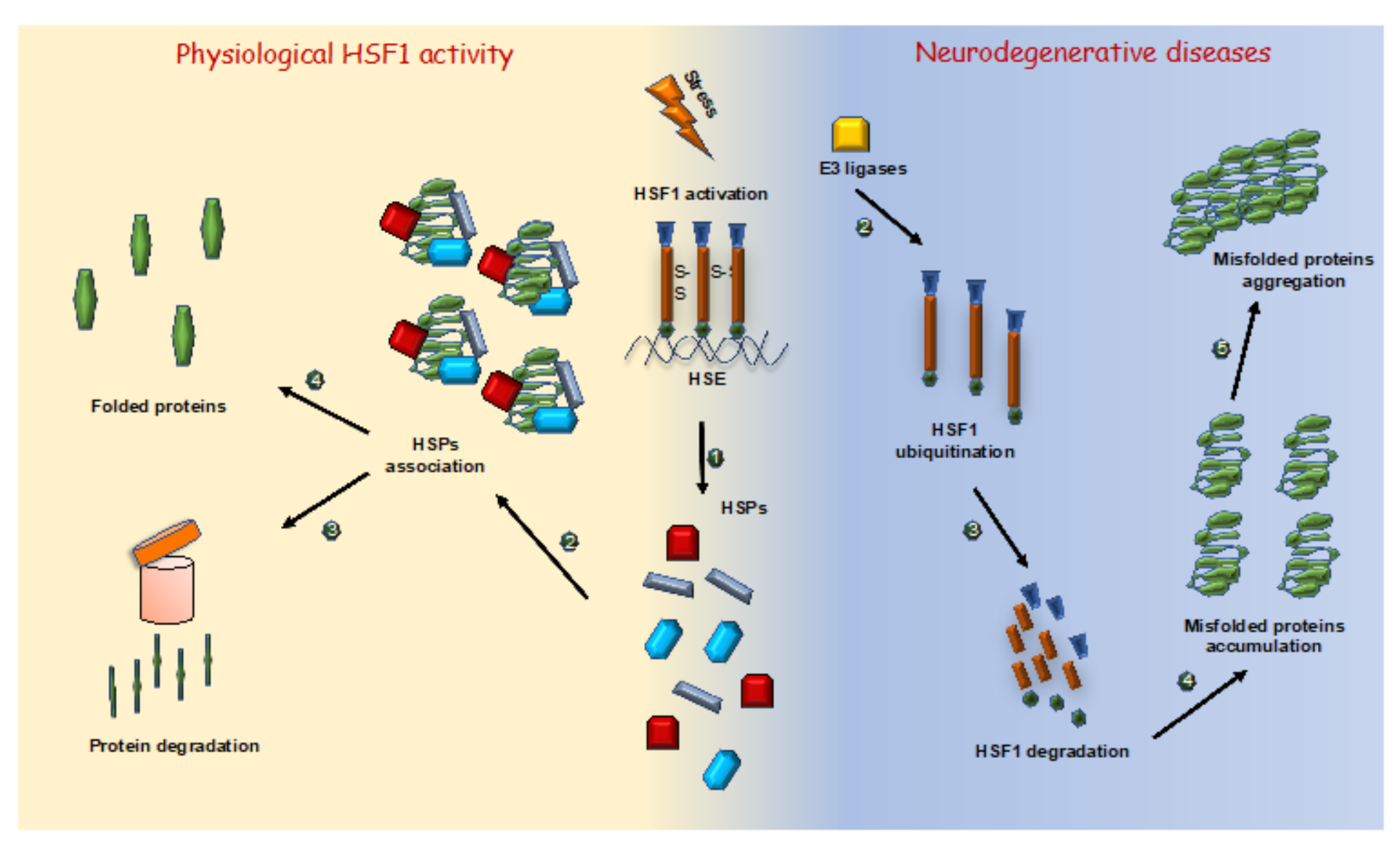 IJMS | Free Full-Text | The Multifaceted Role of HSF1 in 