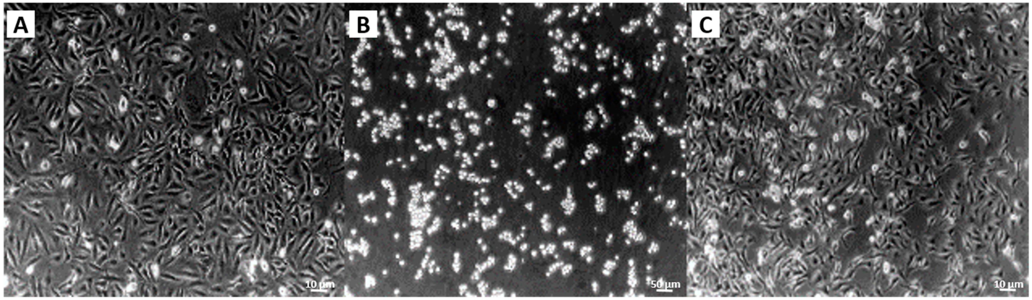 Ijms 22 06367 g003 Ijms 22 06367 g003