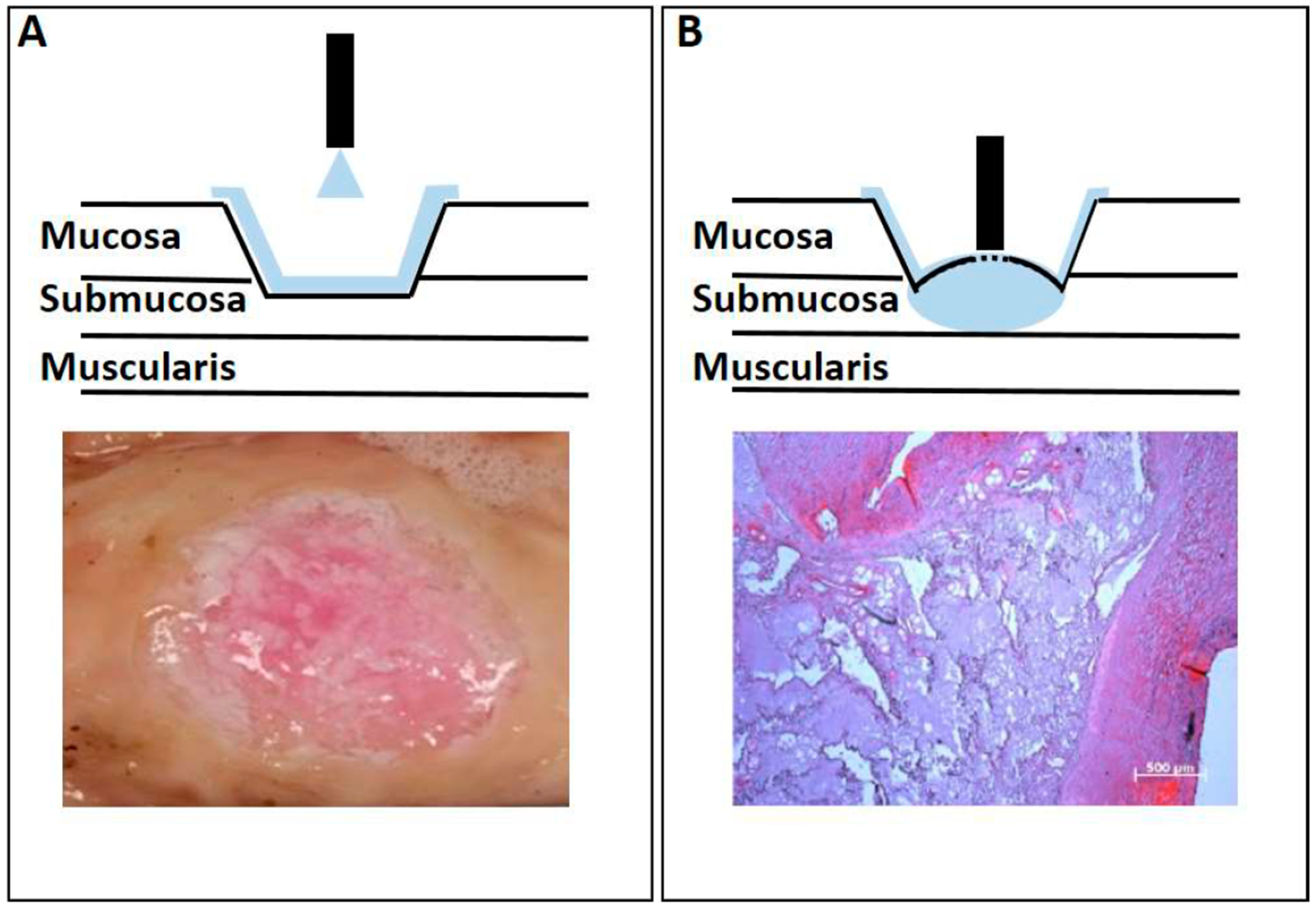 Ijms 22 06367 g006 Ijms 22 06367 g006