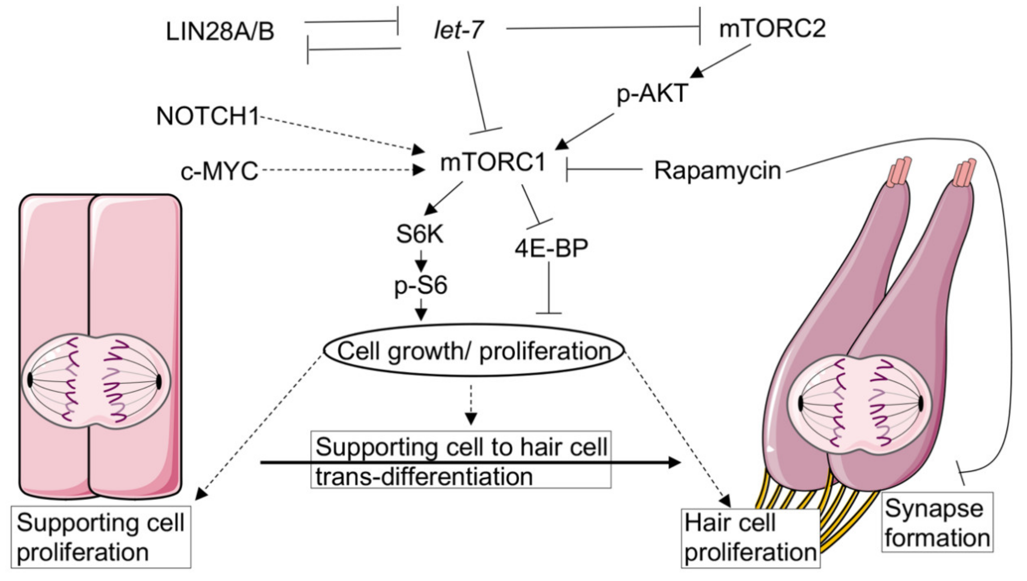 Ijms 22 06368 g002 Ijms 22 06368 g002