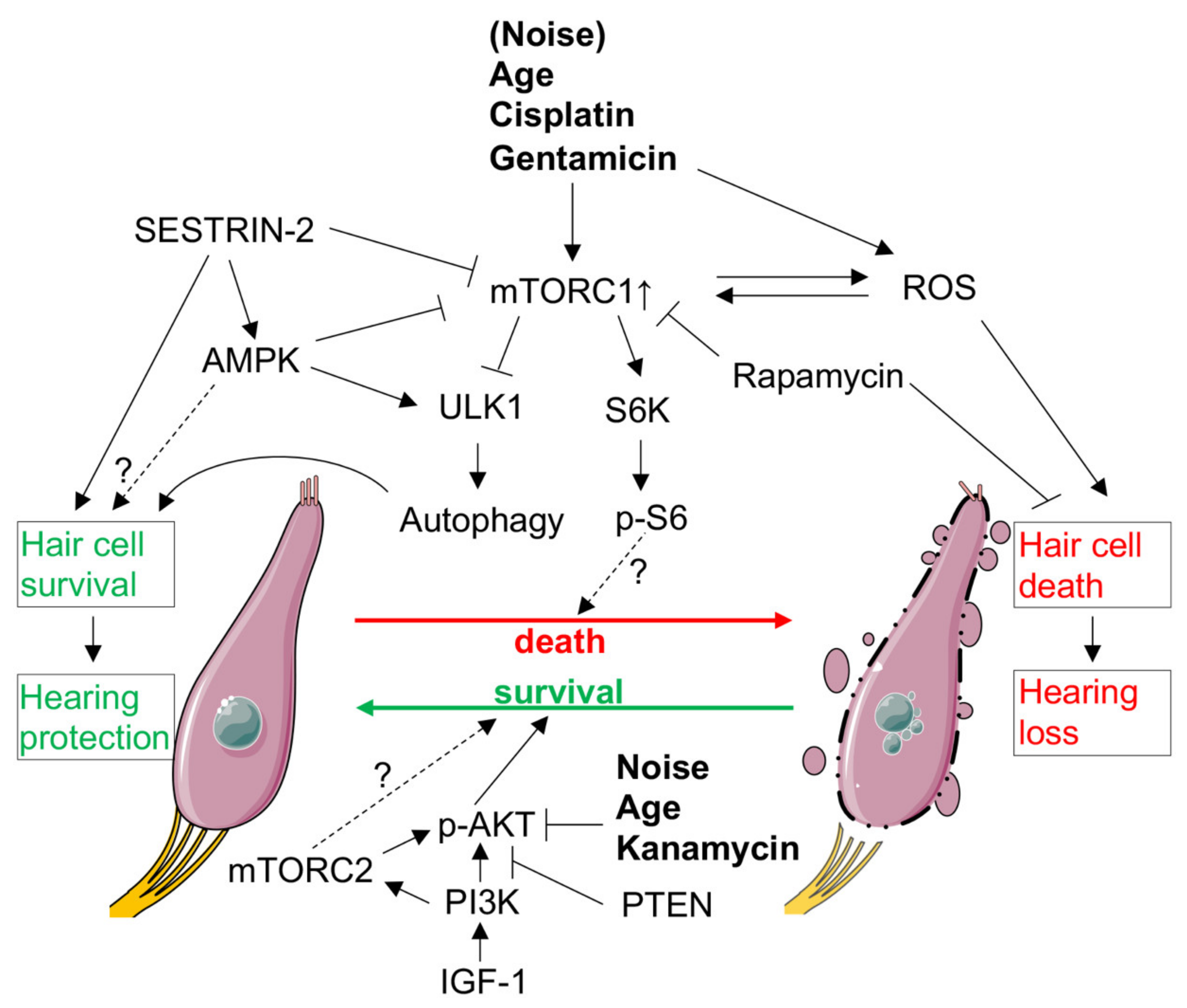 Ijms 22 06368 g003 Ijms 22 06368 g003