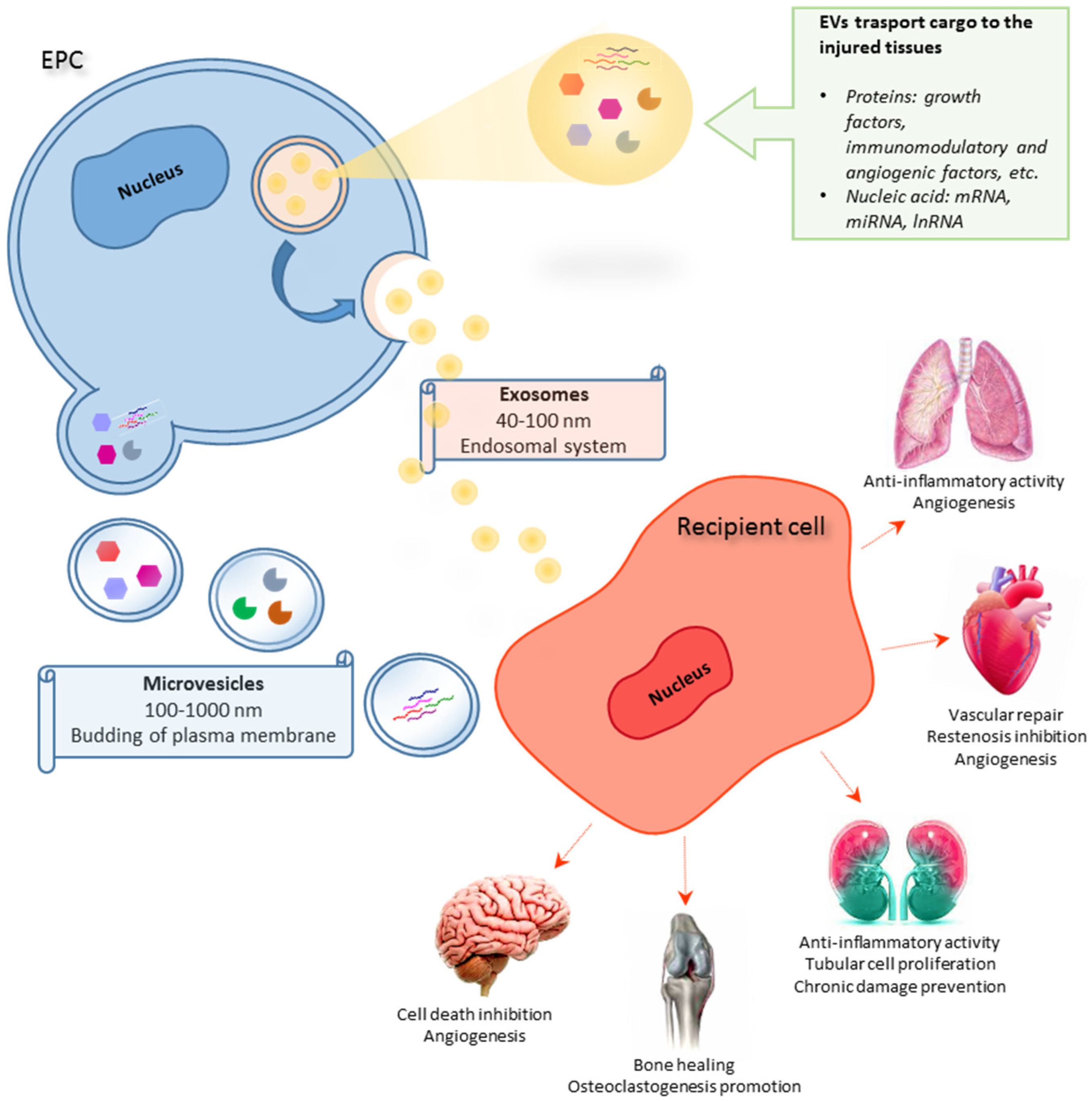 IJMS | Free Full-Text | Endothelial Progenitor Cell-Derived Extracellular  Vesicles: Potential Therapeutic Application in Tissue Repair and  Regeneration