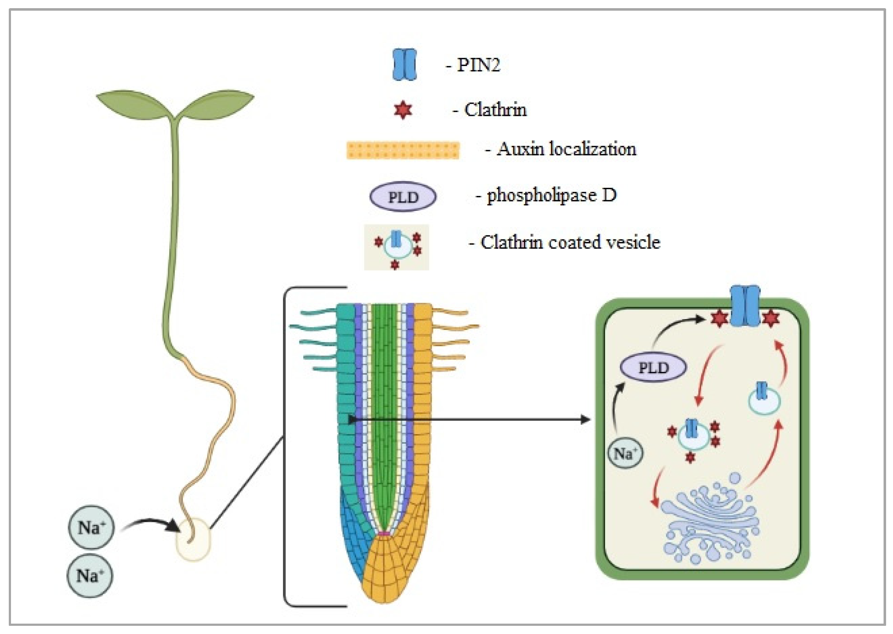 Ijms 22 06378 g003 Ijms 22 06378 g003