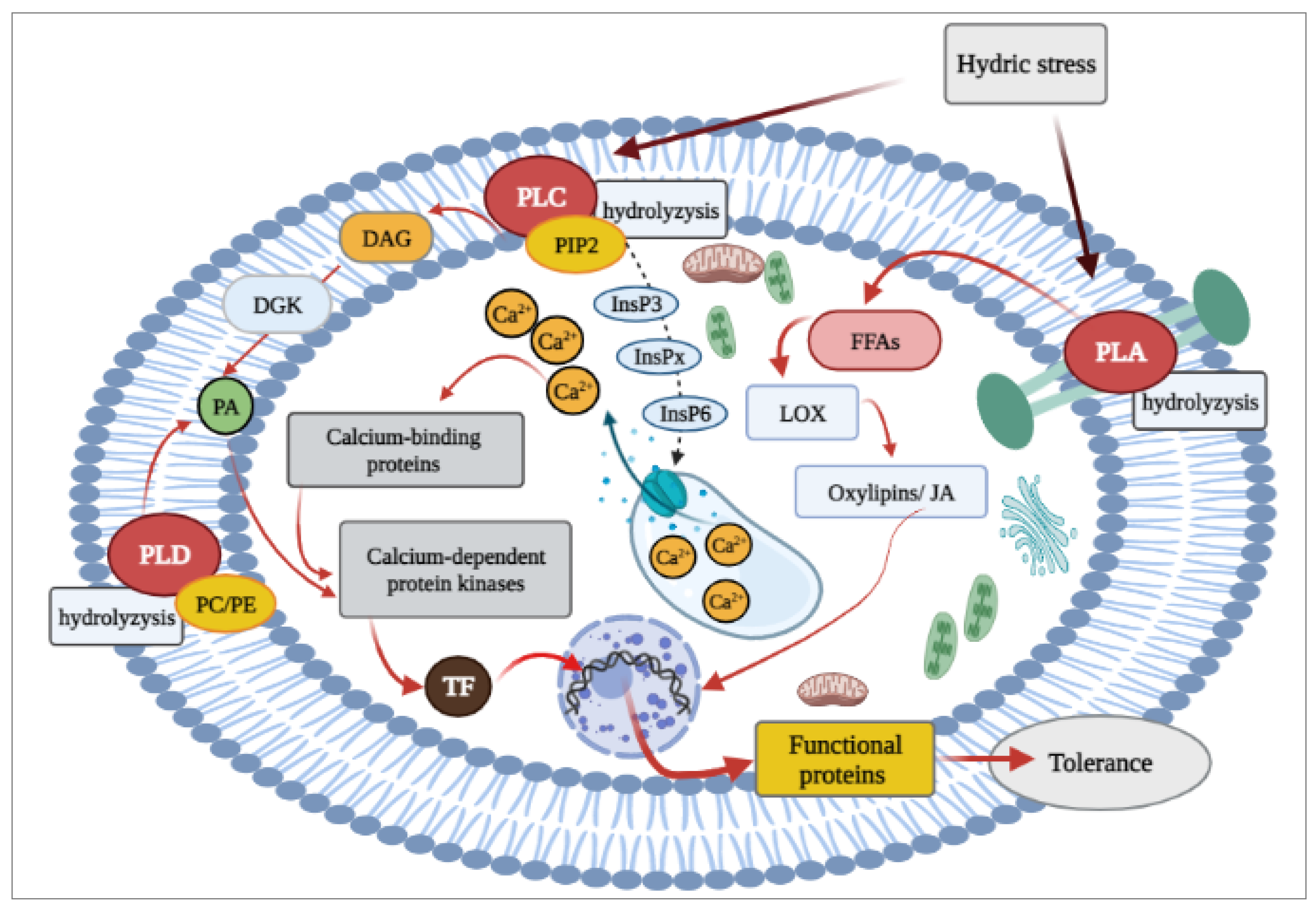 Ijms 22 06378 g004 Ijms 22 06378 g004