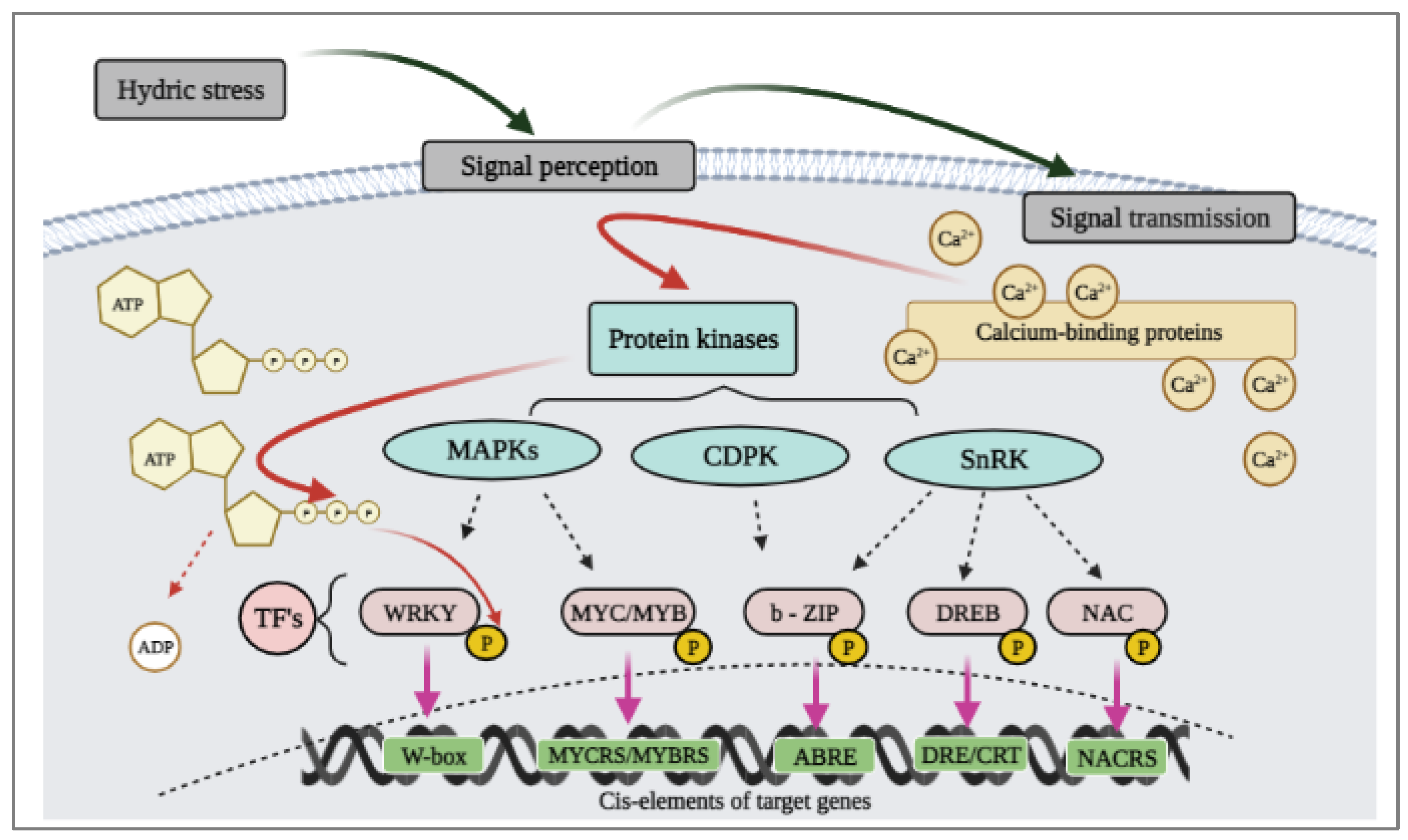 Ijms 22 06378 g005 Ijms 22 06378 g005
