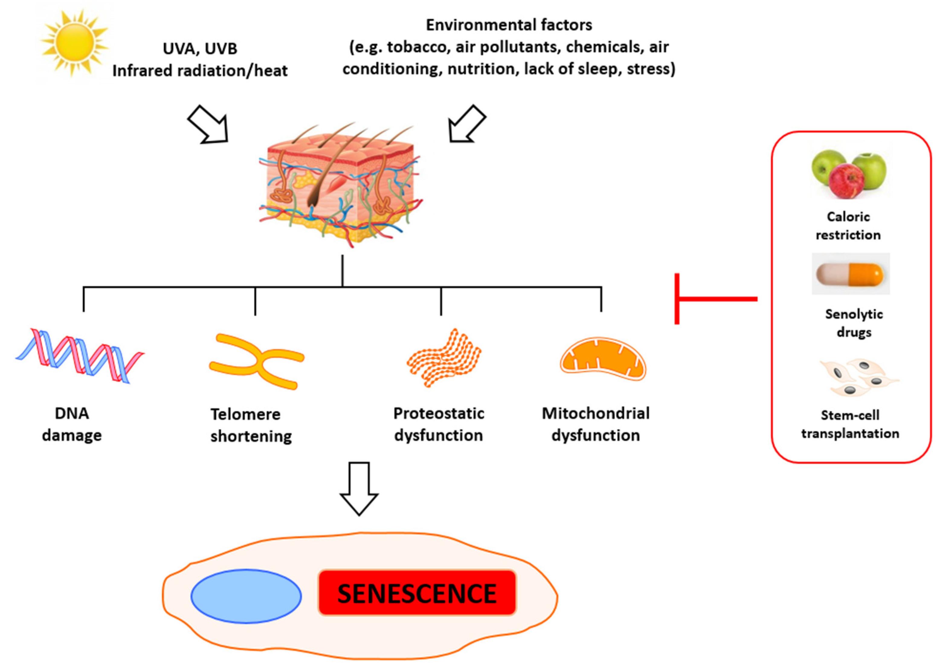 IJMS | Free Full-Text | Potential of Naturally Derived Compounds in  Telomerase and Telomere Modulation in Skin Senescence and Aging | HTML