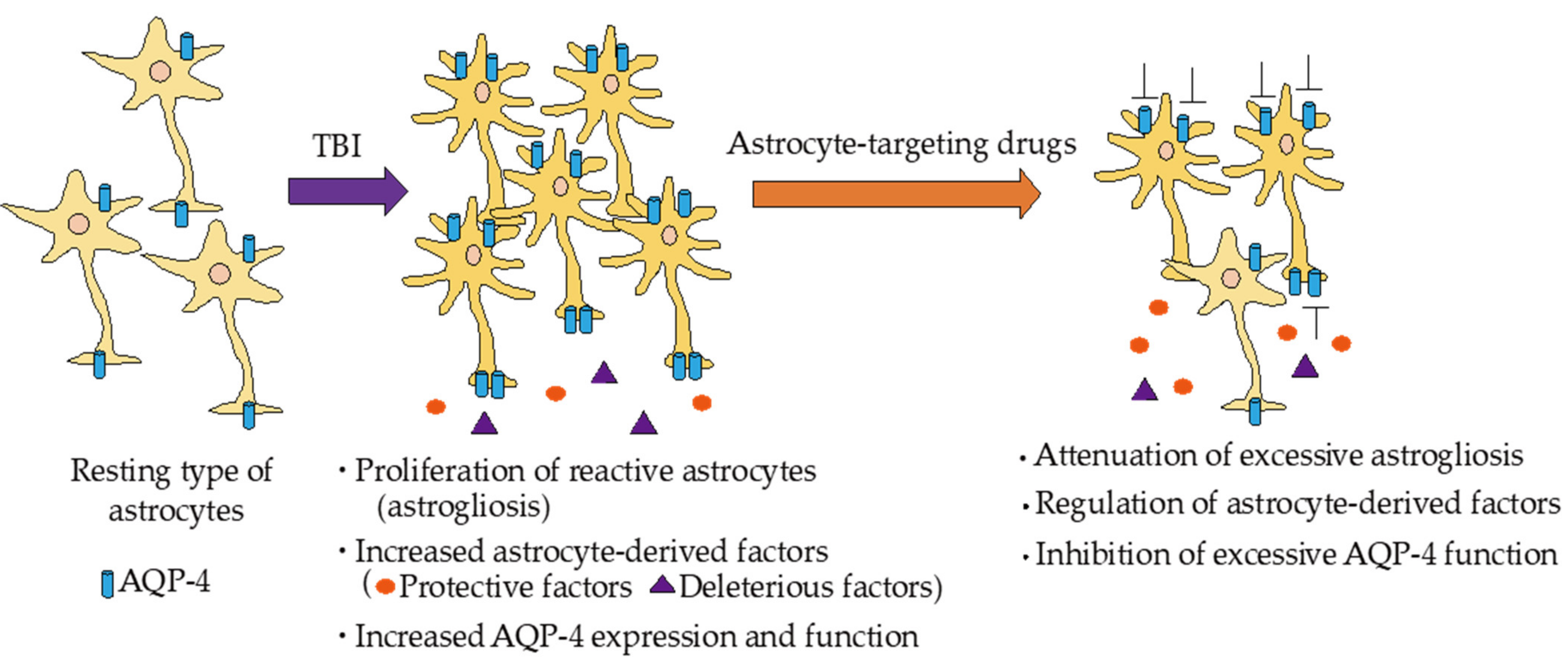 IJMS | Free Full-Text | Pathophysiological Responses And Roles Of ...