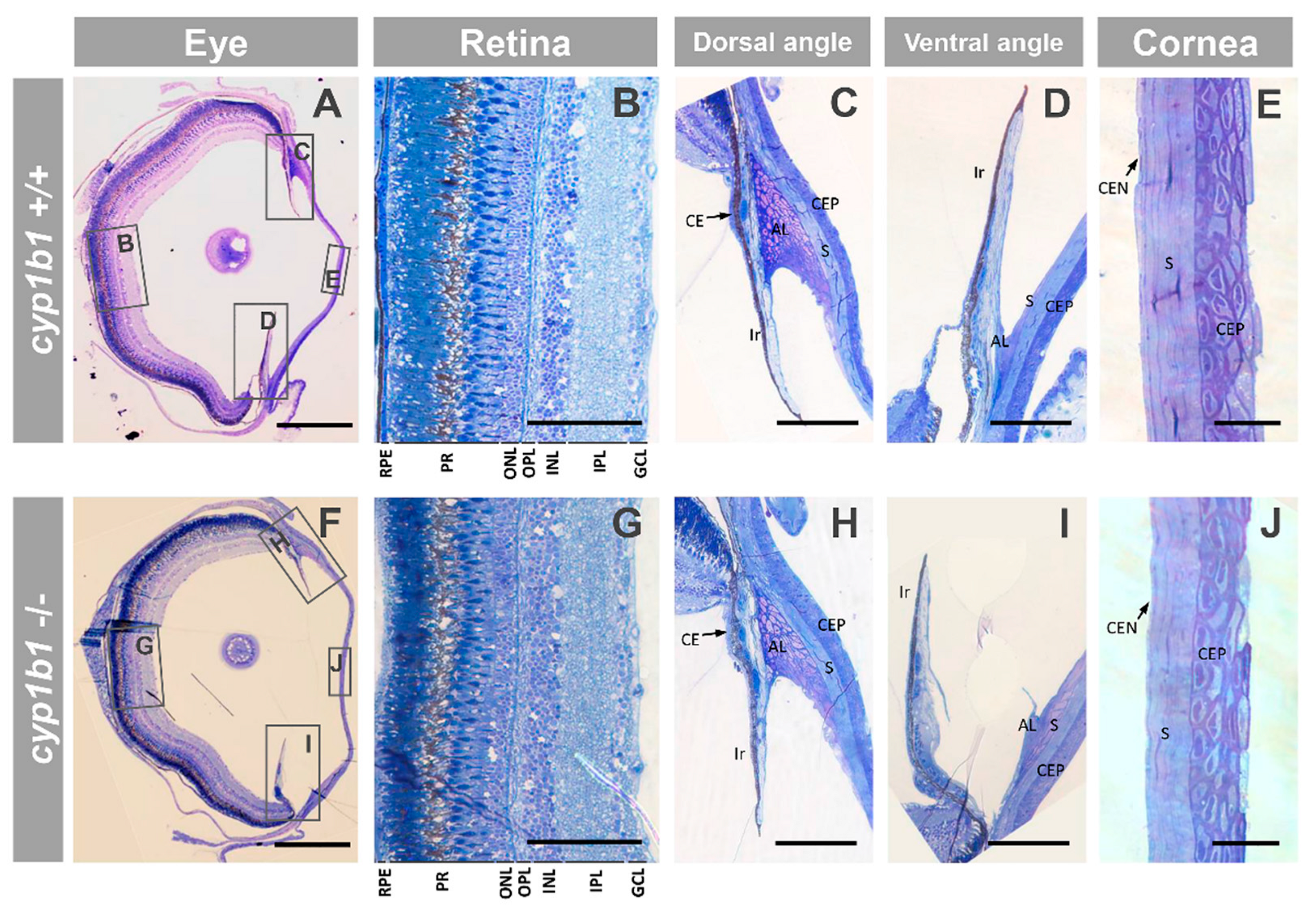 IJMS | Free Full-Text | Null cyp1b1 Activity in Zebrafish Leads to Variable  Craniofacial Defects Associated with Altered Expression of Extracellular  Matrix and Lipid Metabolism Genes | HTML