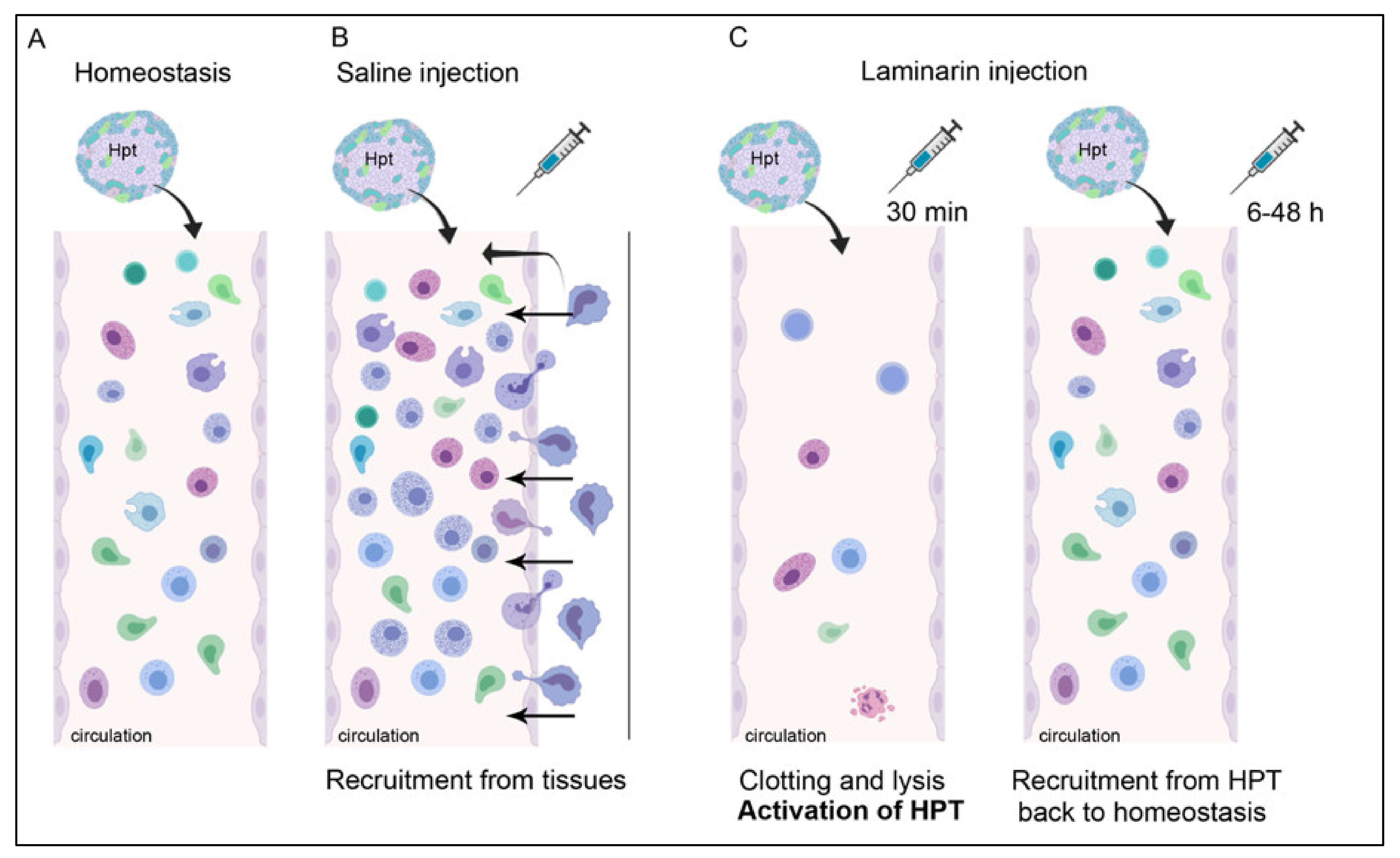 Ijms 22 06464 g007 Ijms 22 06464 g007