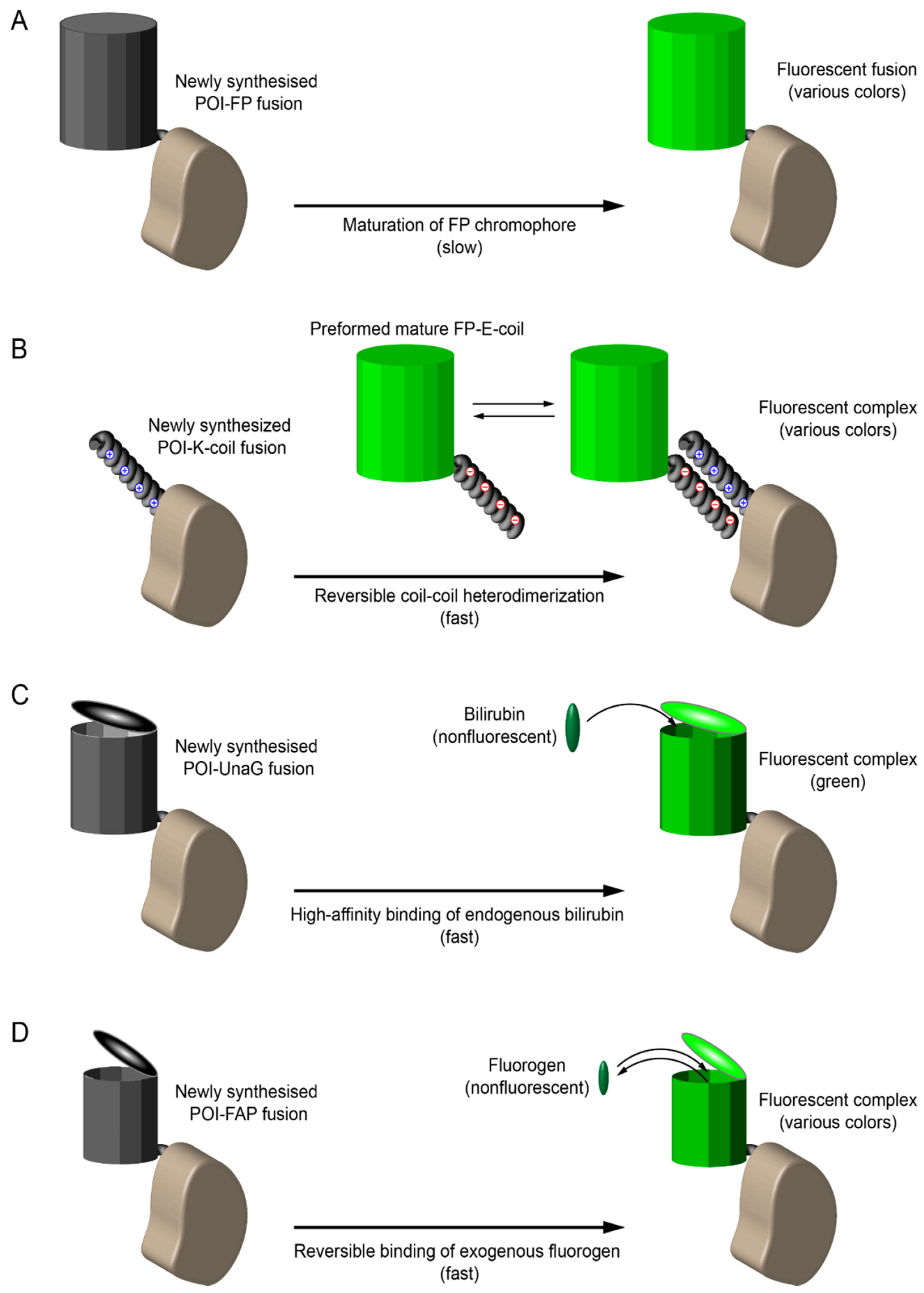 Ijms 22 06558 g004 Ijms 22 06558 g004