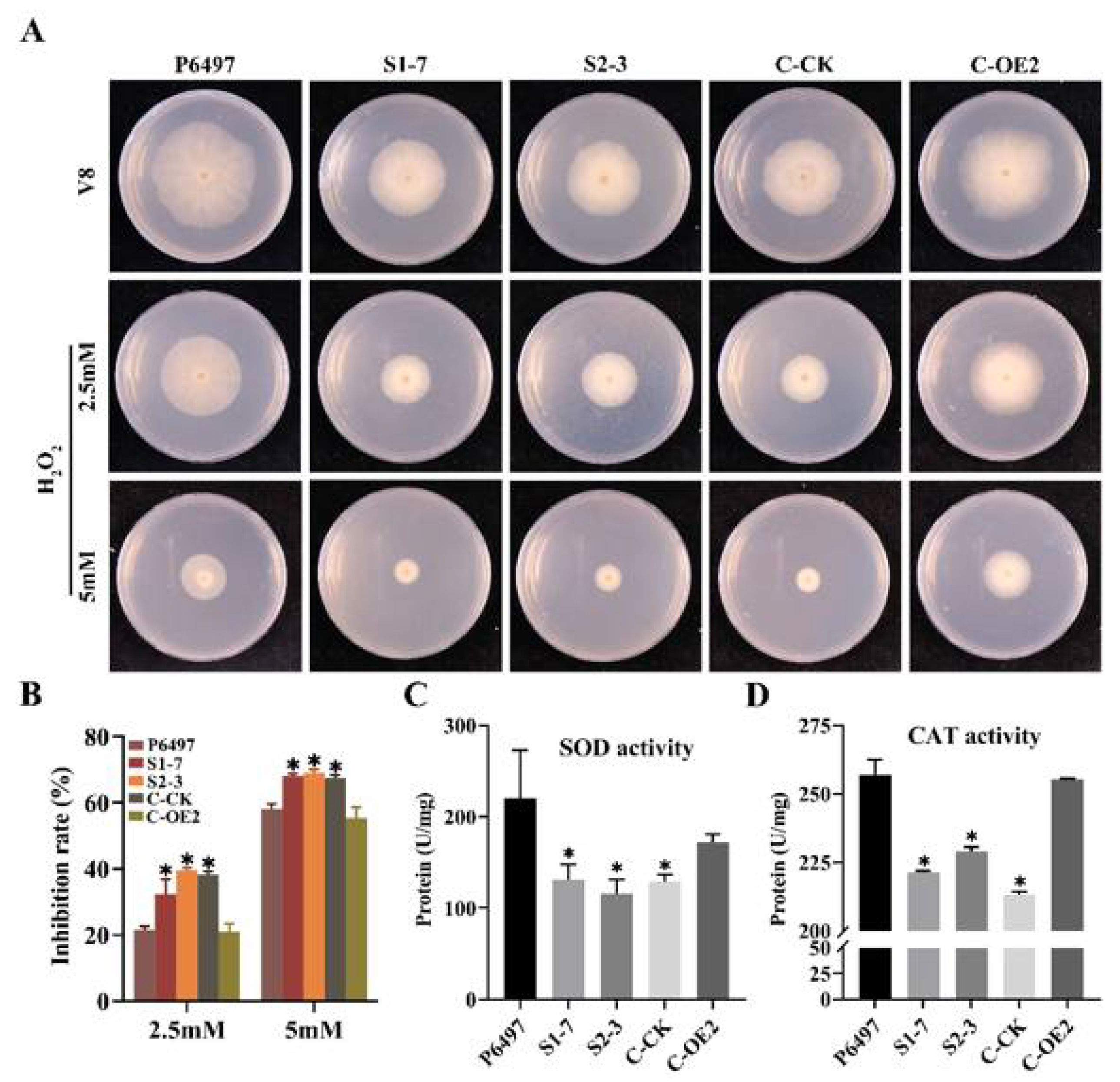 Ijms 22 06601 g006 Ijms 22 06601 g006