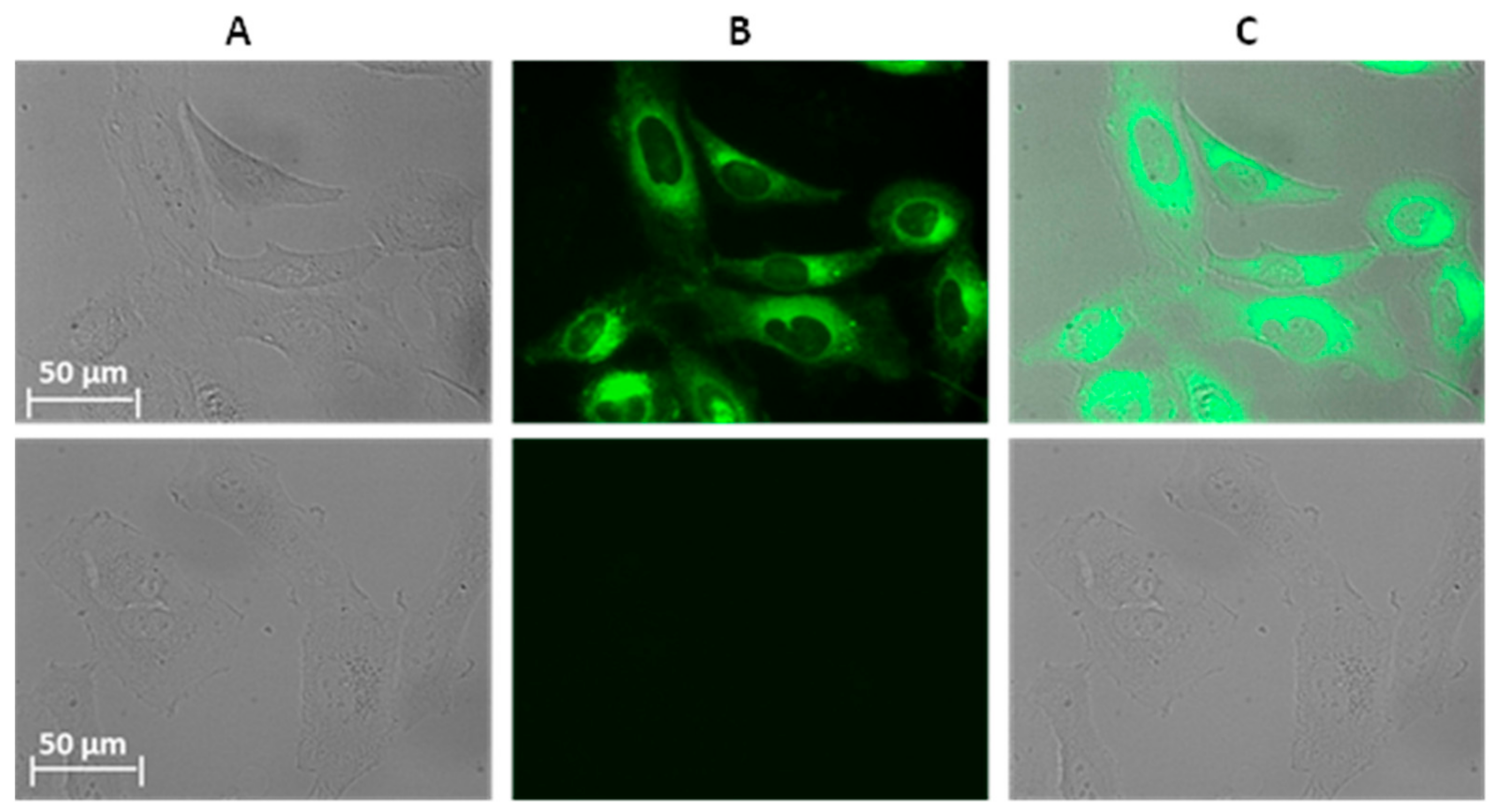 Ijms 22 06645 g001
