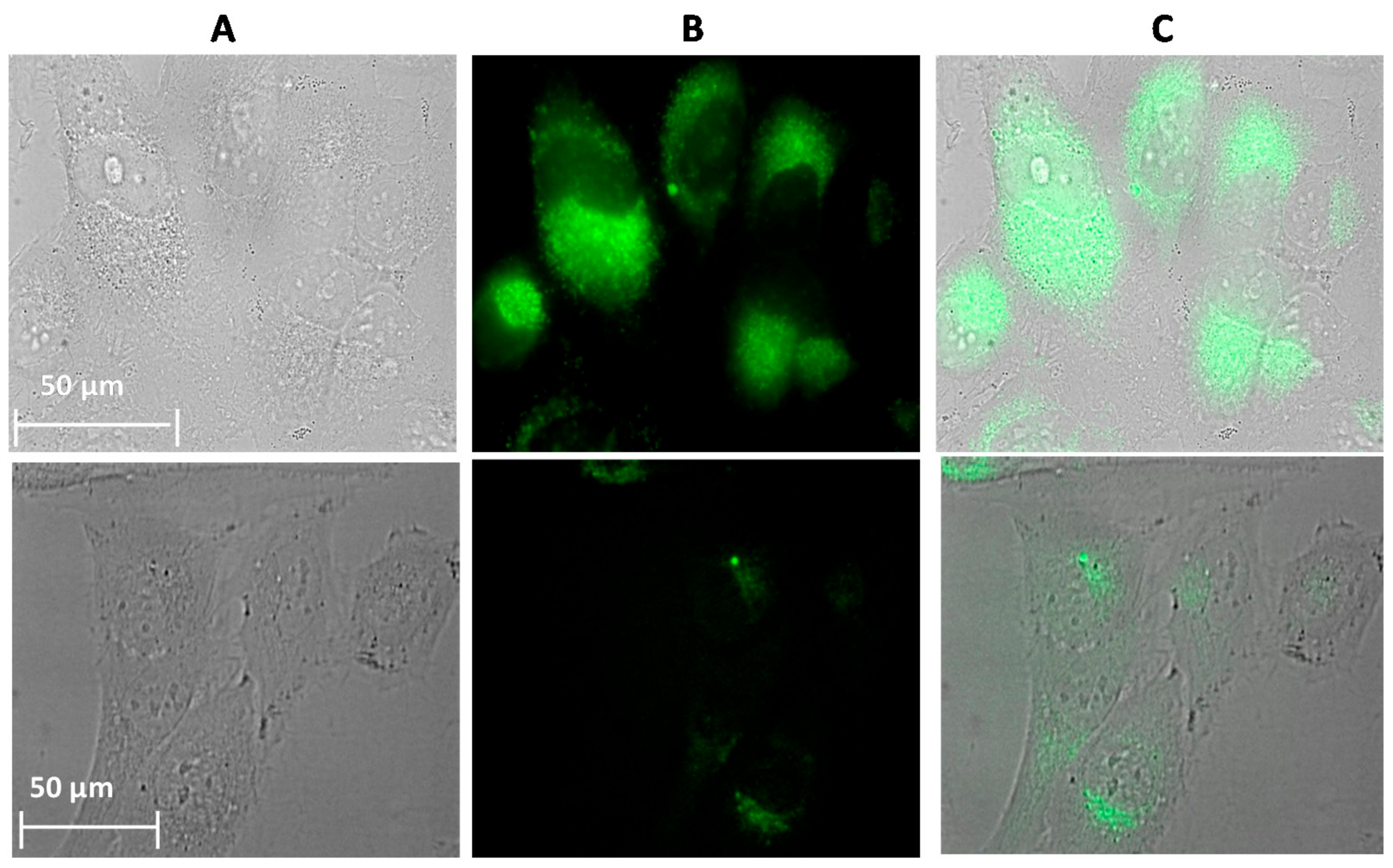 Ijms 22 06645 g002
