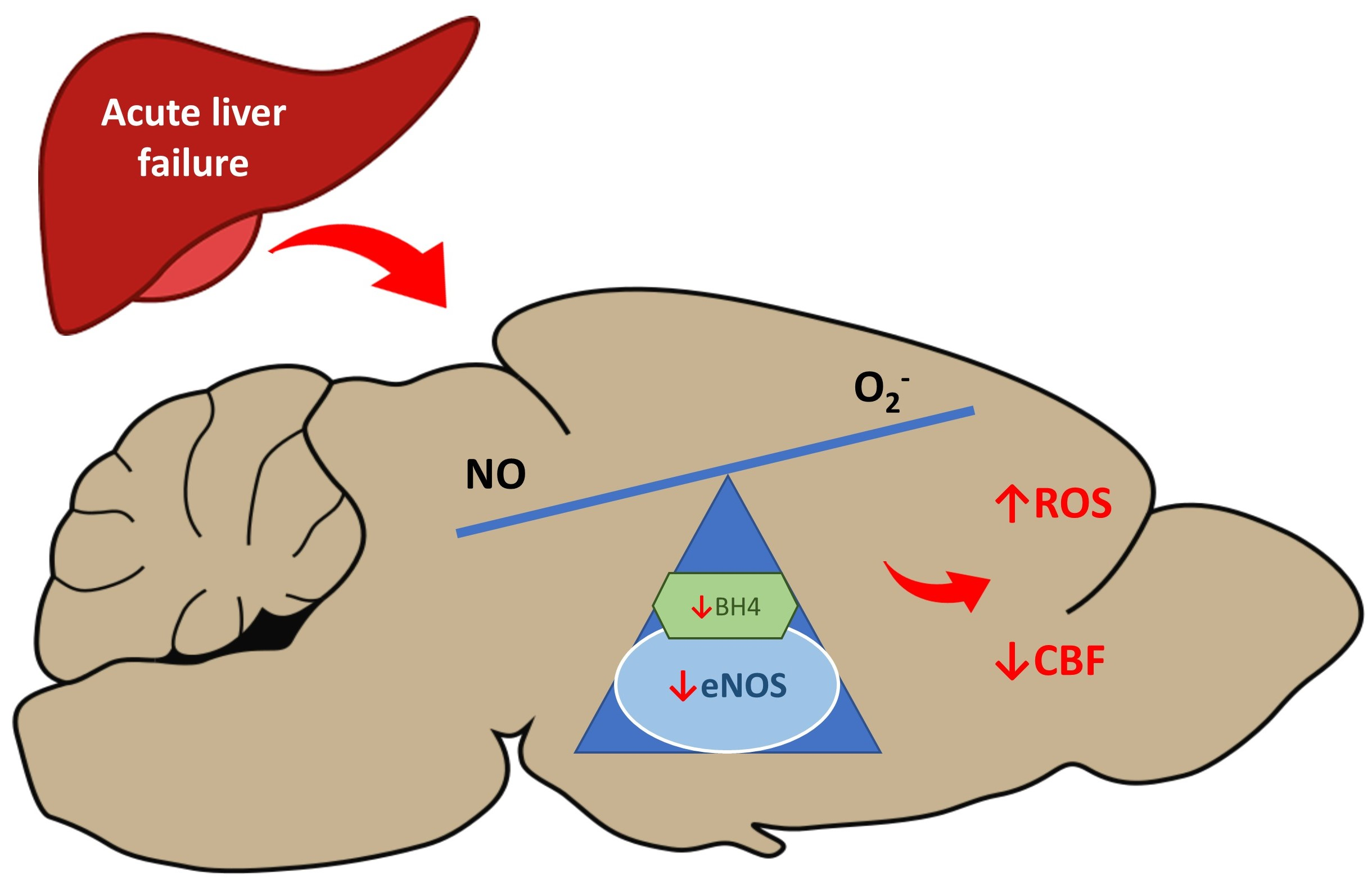 IJMS | Free Full-Text | Decreased Expression and Uncoupling of Endothelial  Nitric Oxide Synthase in the Cerebral Cortex of Rats with  Thioacetamide-Induced Acute Liver Failure | HTML