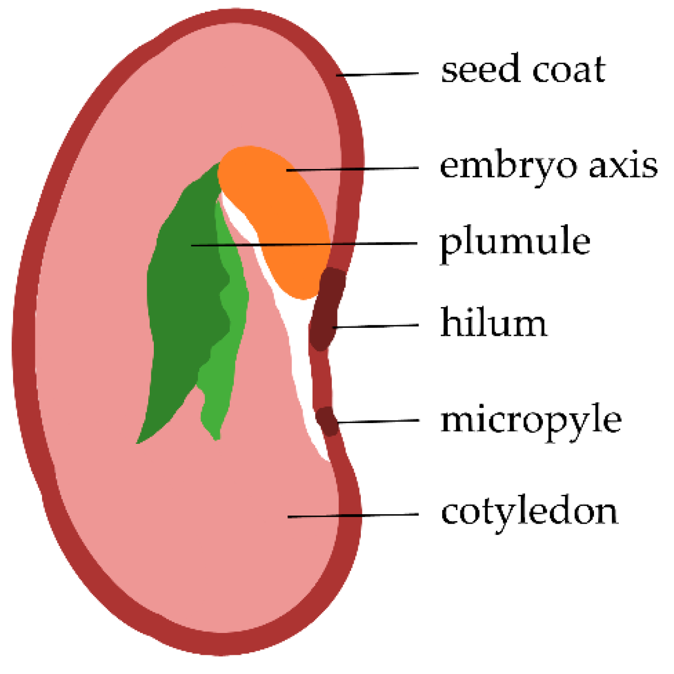 Bean Seedling Diagram