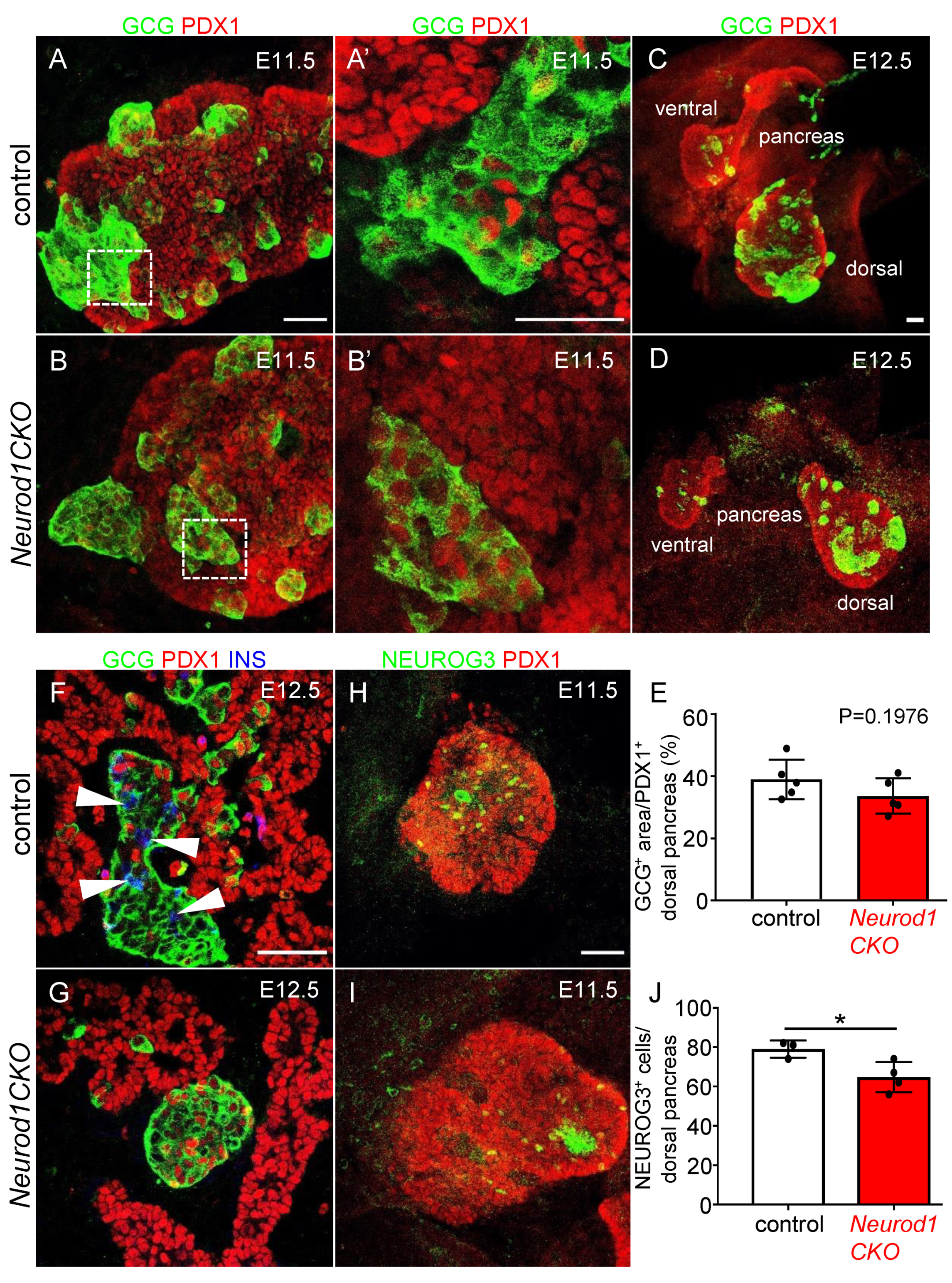 Ijms 22 06713 g003 Ijms 22 06713 g003