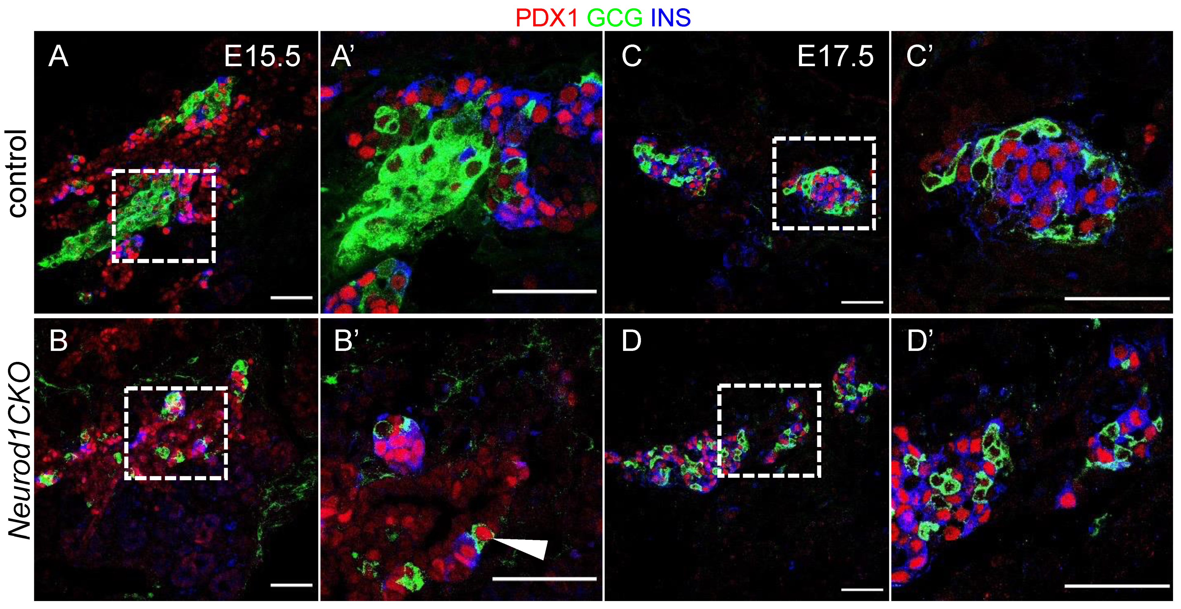 Ijms 22 06713 g006 Ijms 22 06713 g006