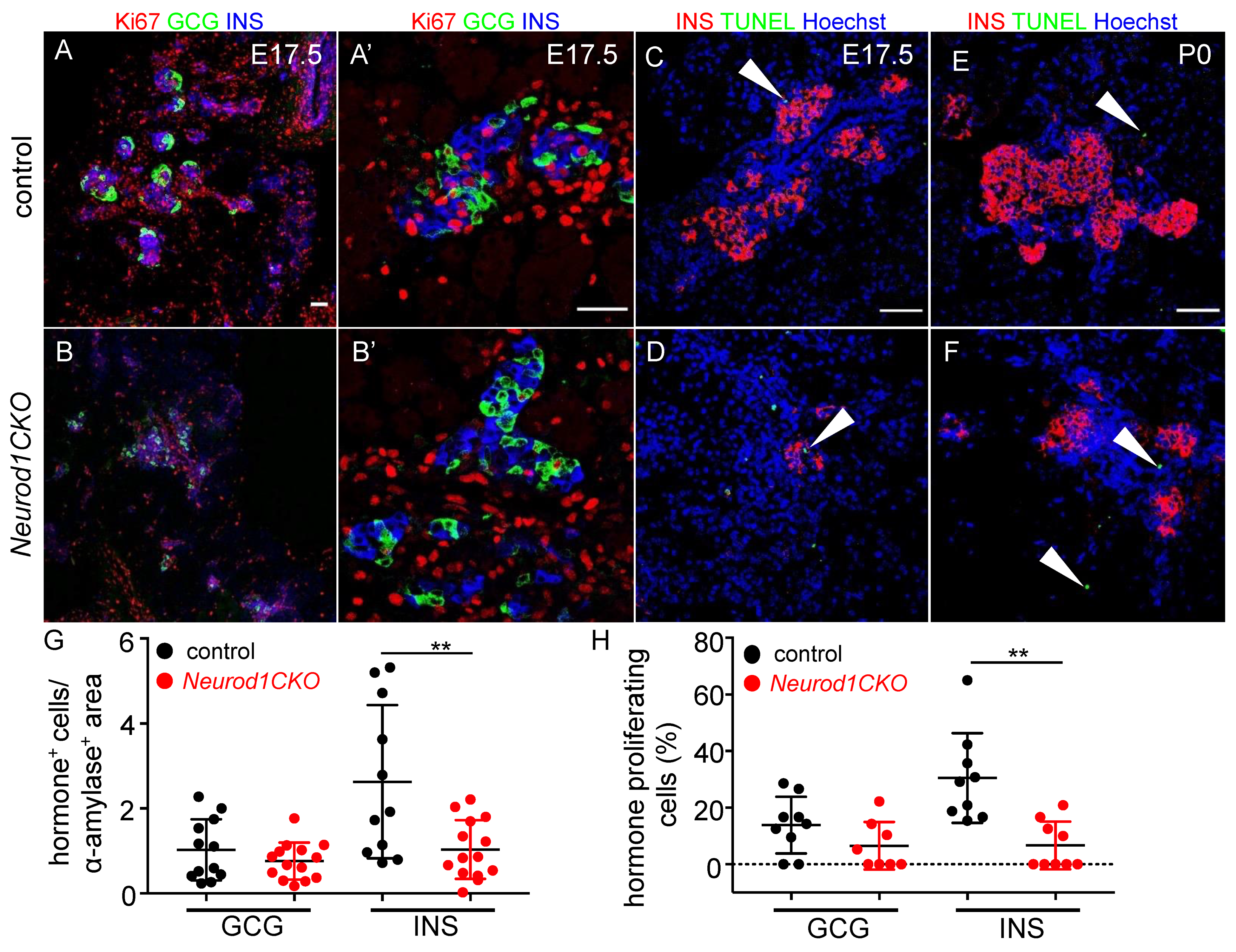 Ijms 22 06713 g007 Ijms 22 06713 g007