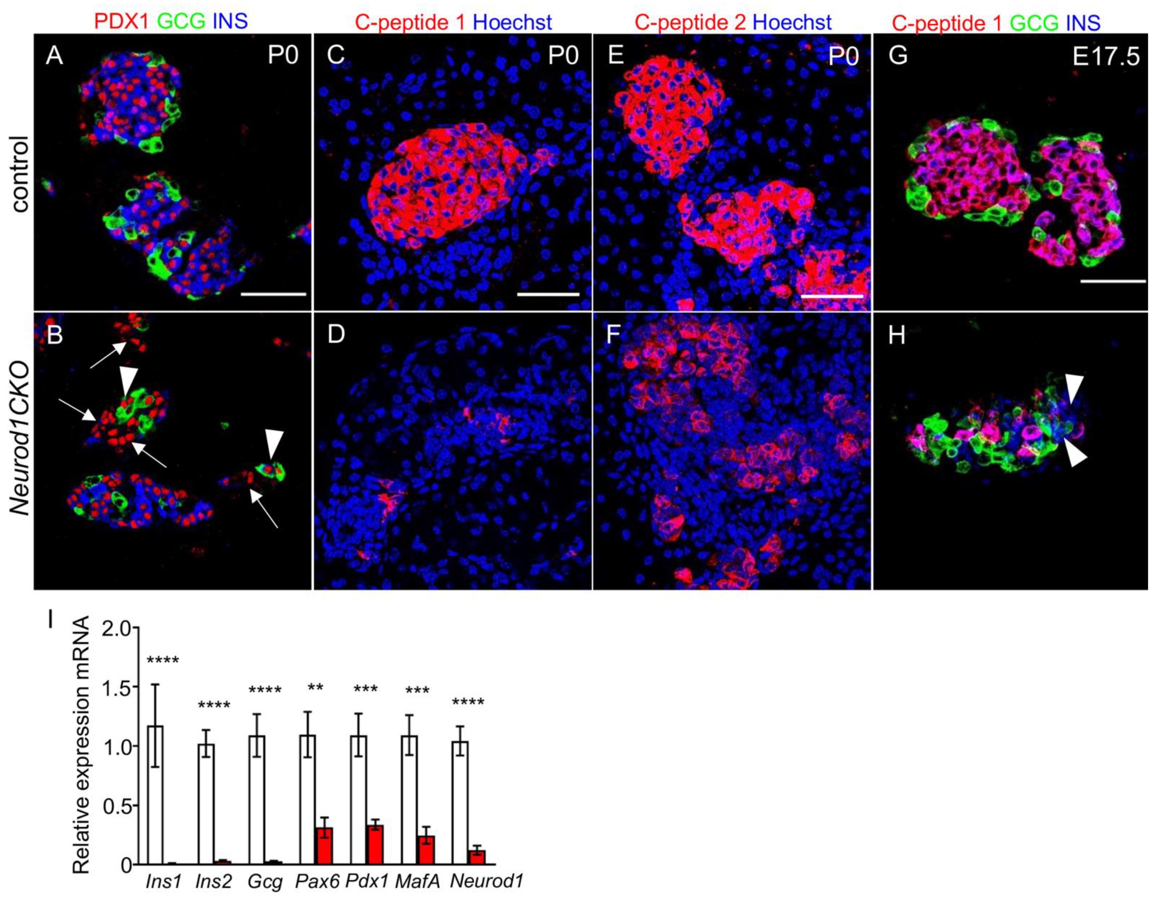 Ijms 22 06713 g008 Ijms 22 06713 g008