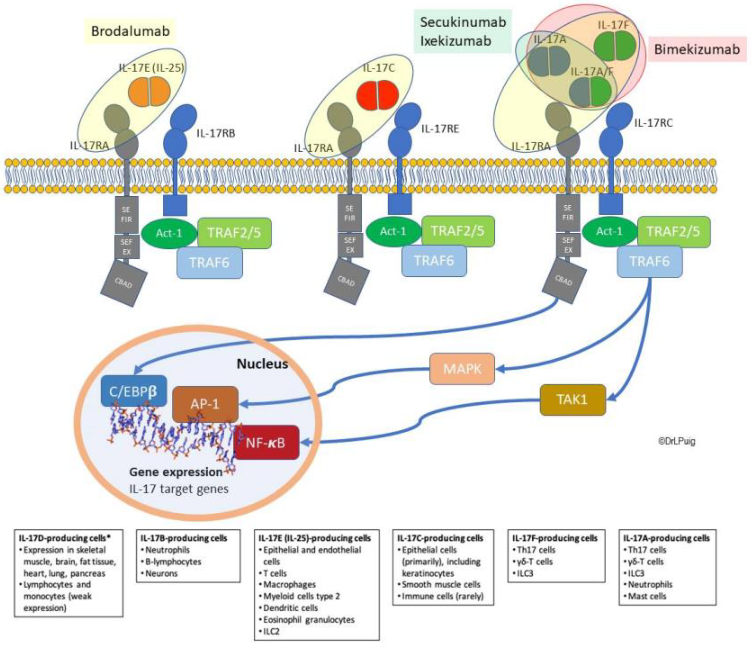 Ijms Free Full Text From Messengers To Receptors In Psoriasis The Role Of Il 17ra In Disease And Treatment Html