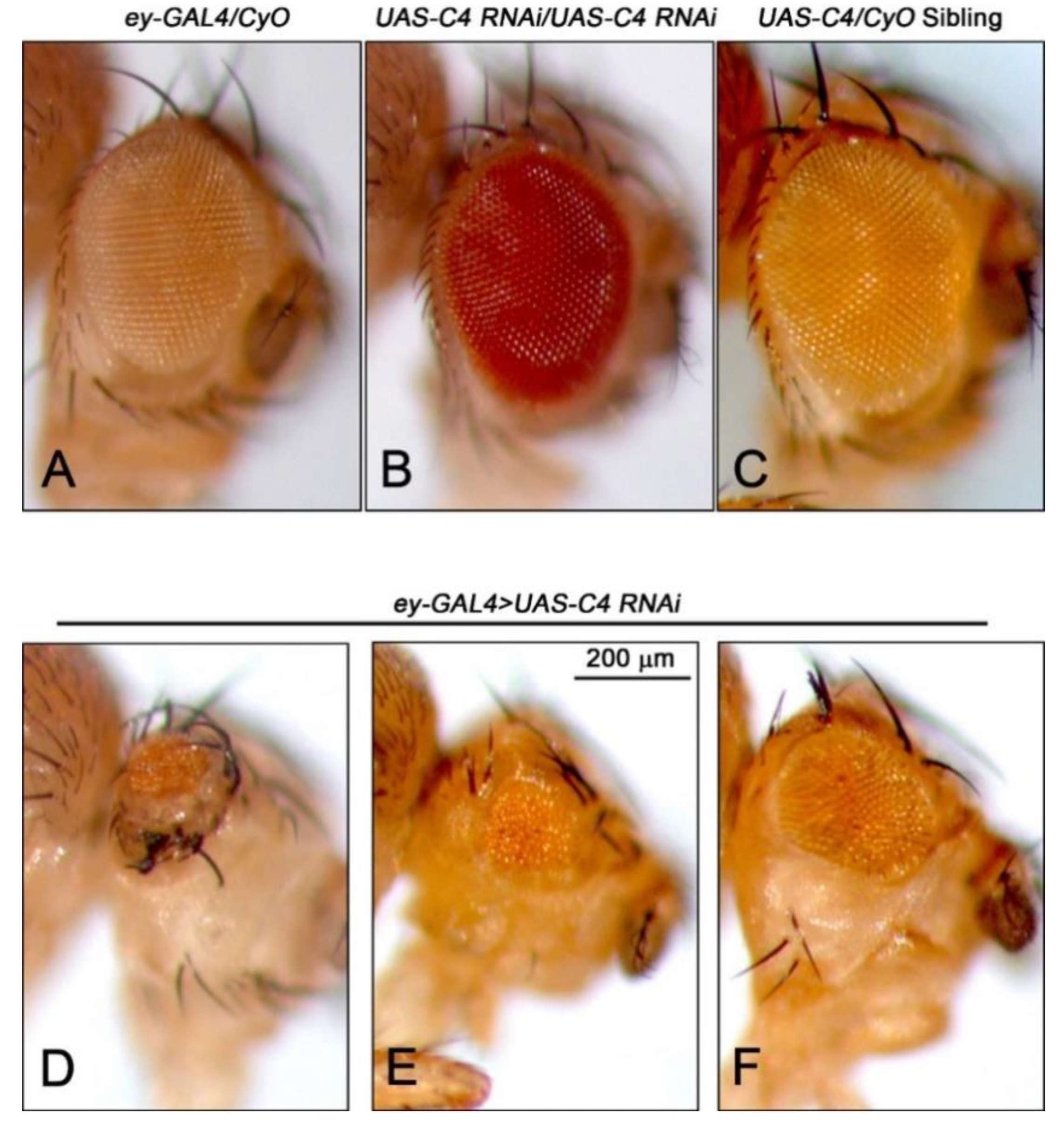 IJMS | Free Full-Text | Drosophila to Explore Nucleolar Stress