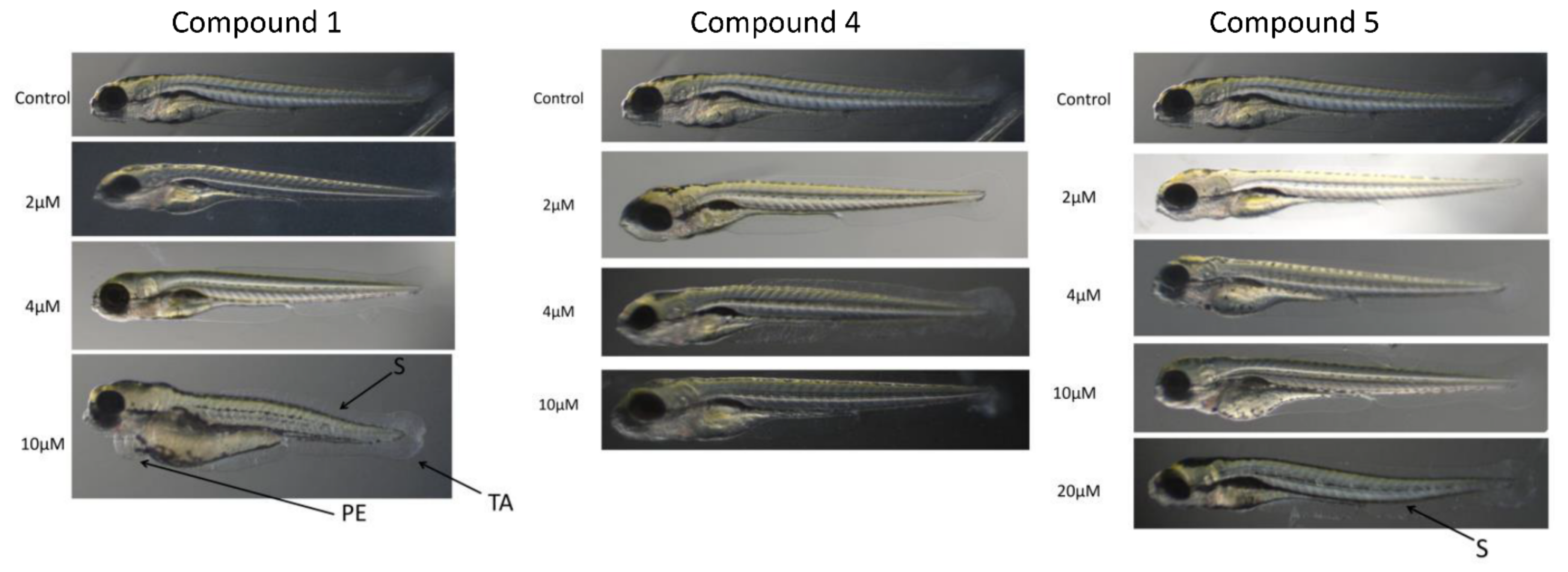 Ijms 22 06762 g004 Ijms 22 06762 g004