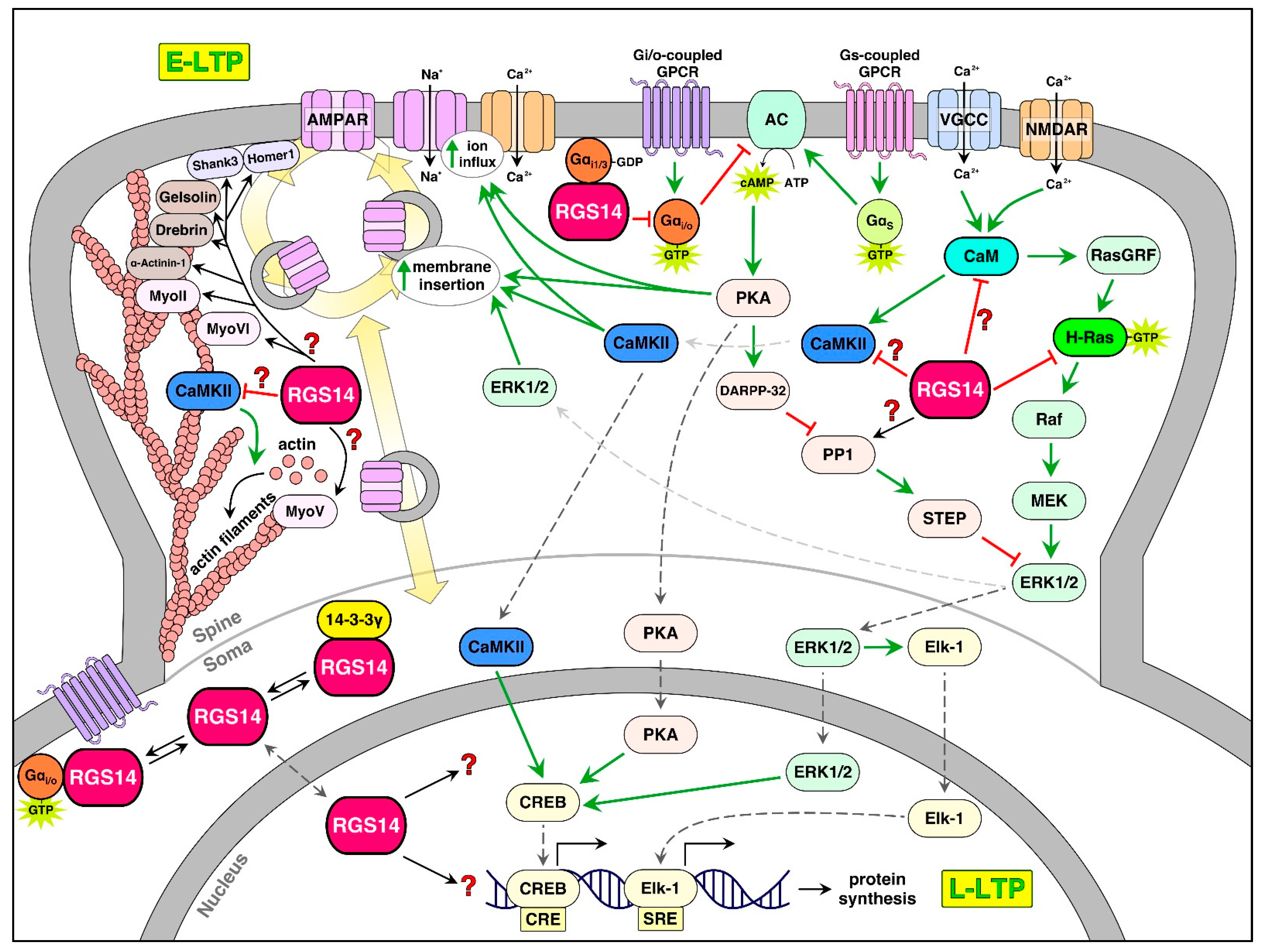 Ijms 22 06823 g007 Ijms 22 06823 g007
