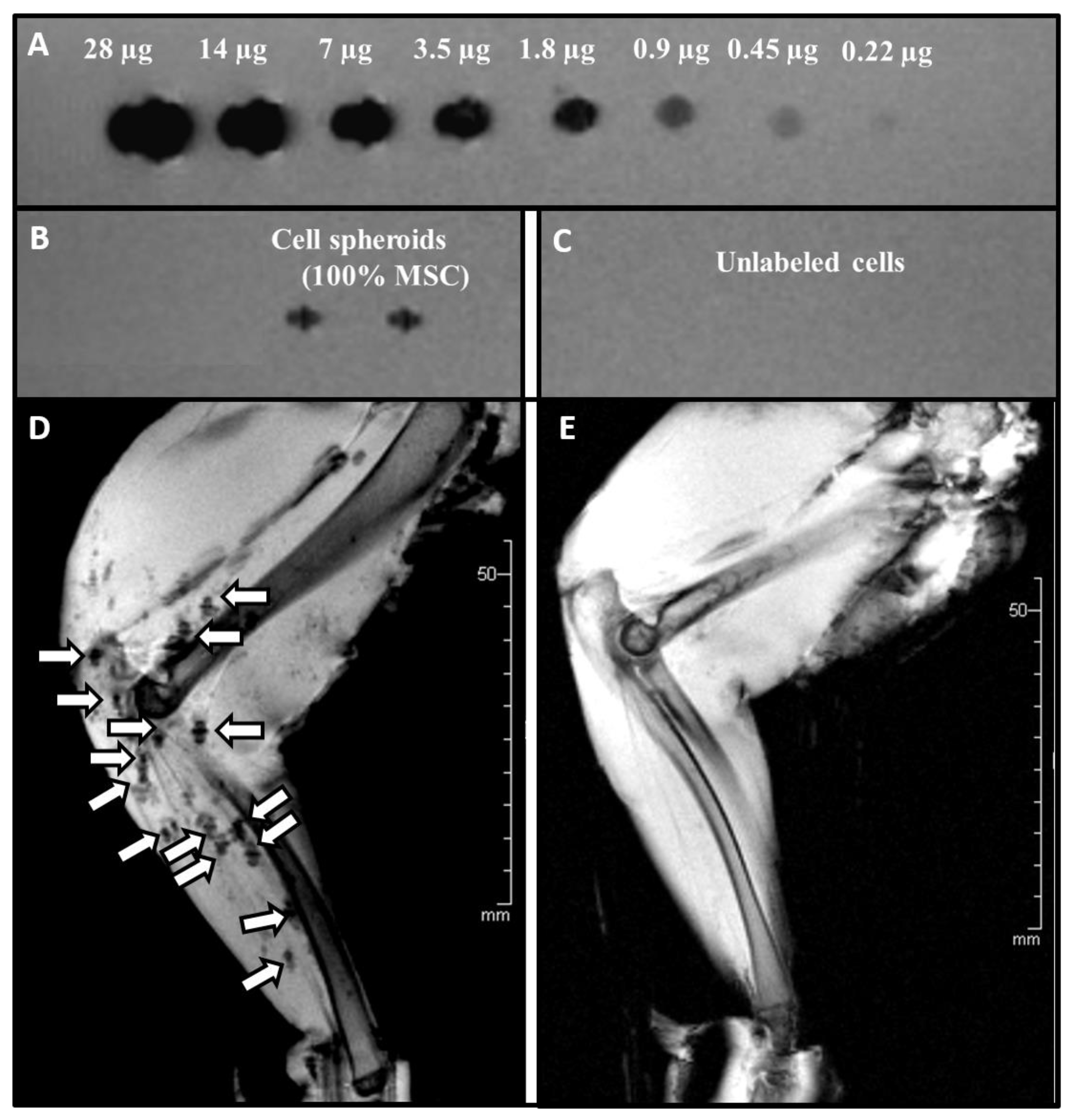 Ijms 22 06831 g006 Ijms 22 06831 g006