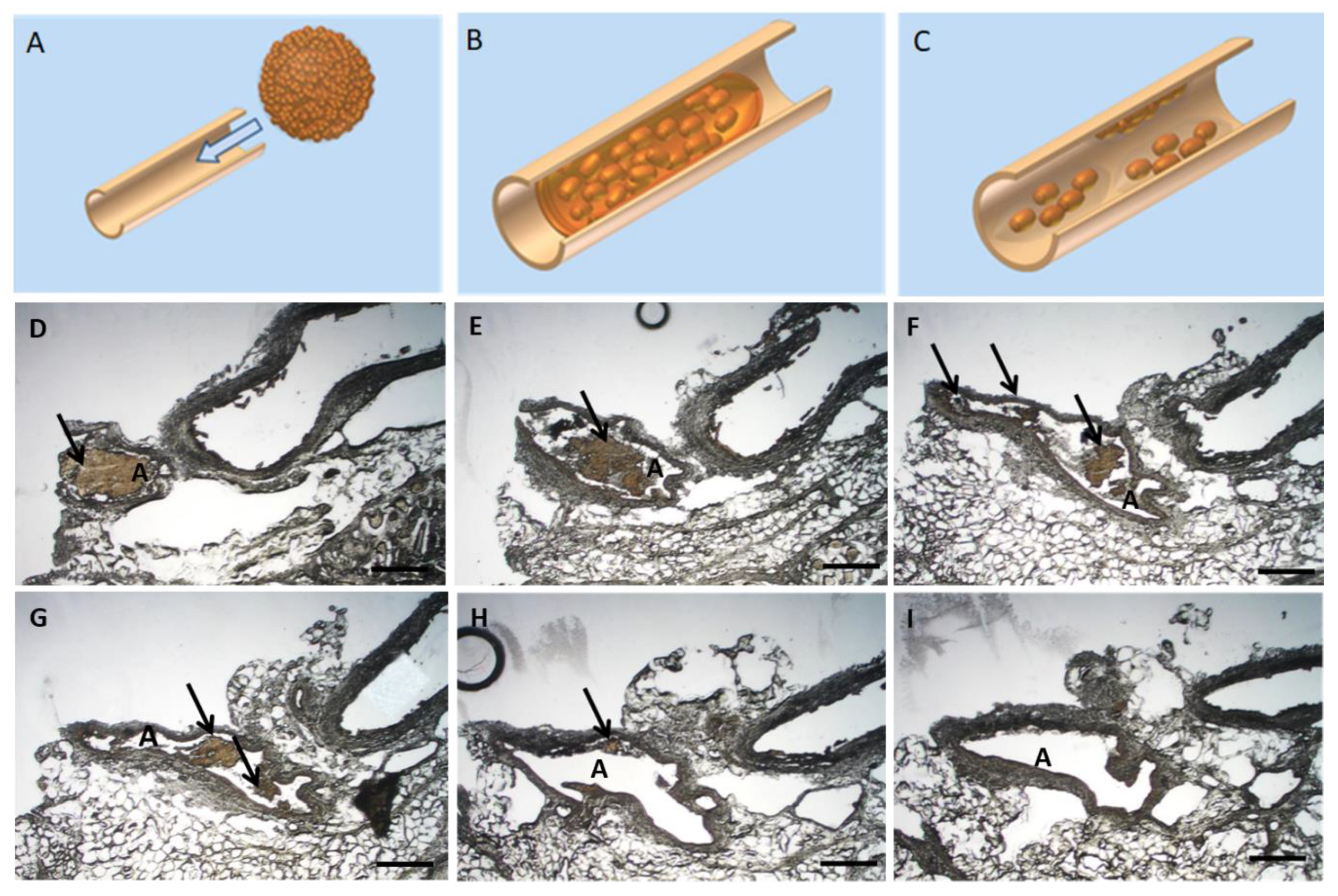 Ijms 22 06831 g007 Ijms 22 06831 g007