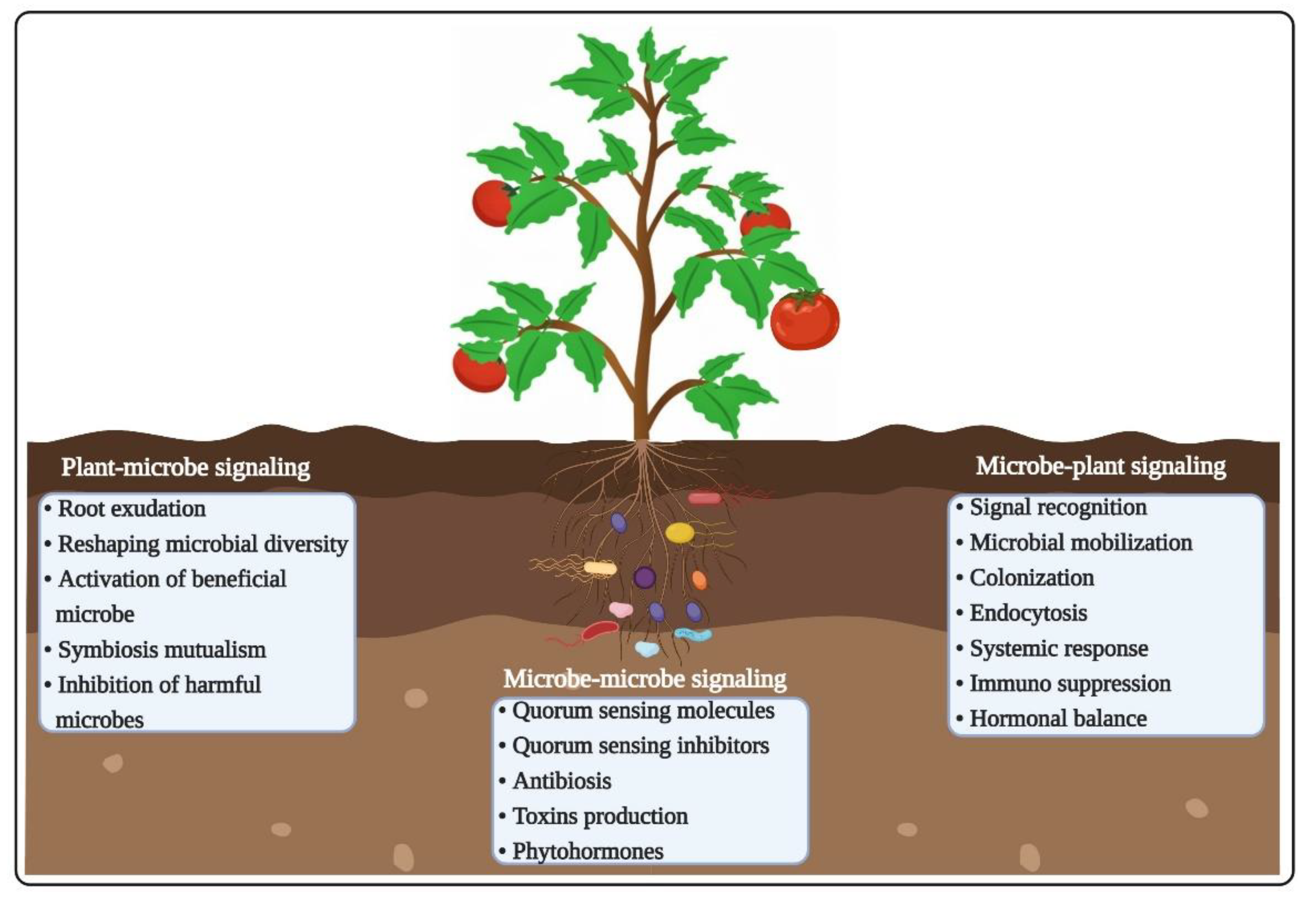Ijms Free Full Text Plant Microbiome Crosstalk Dawning From Position And Assembly Of Microbial Munity To Improvement Of Disease Resilience In Plants Html