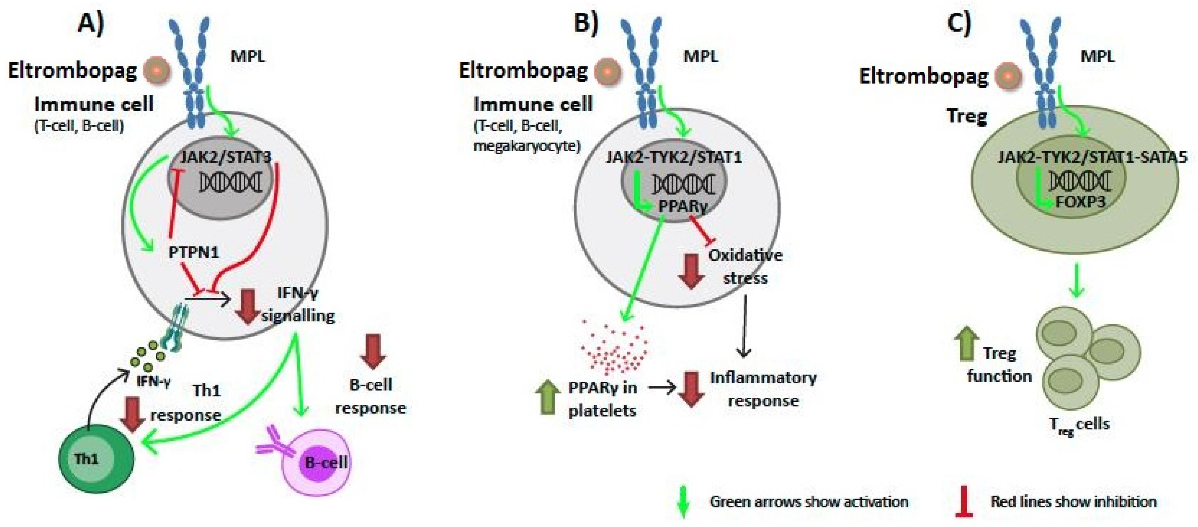Ijms 22 06907 g003 Ijms 22 06907 g003