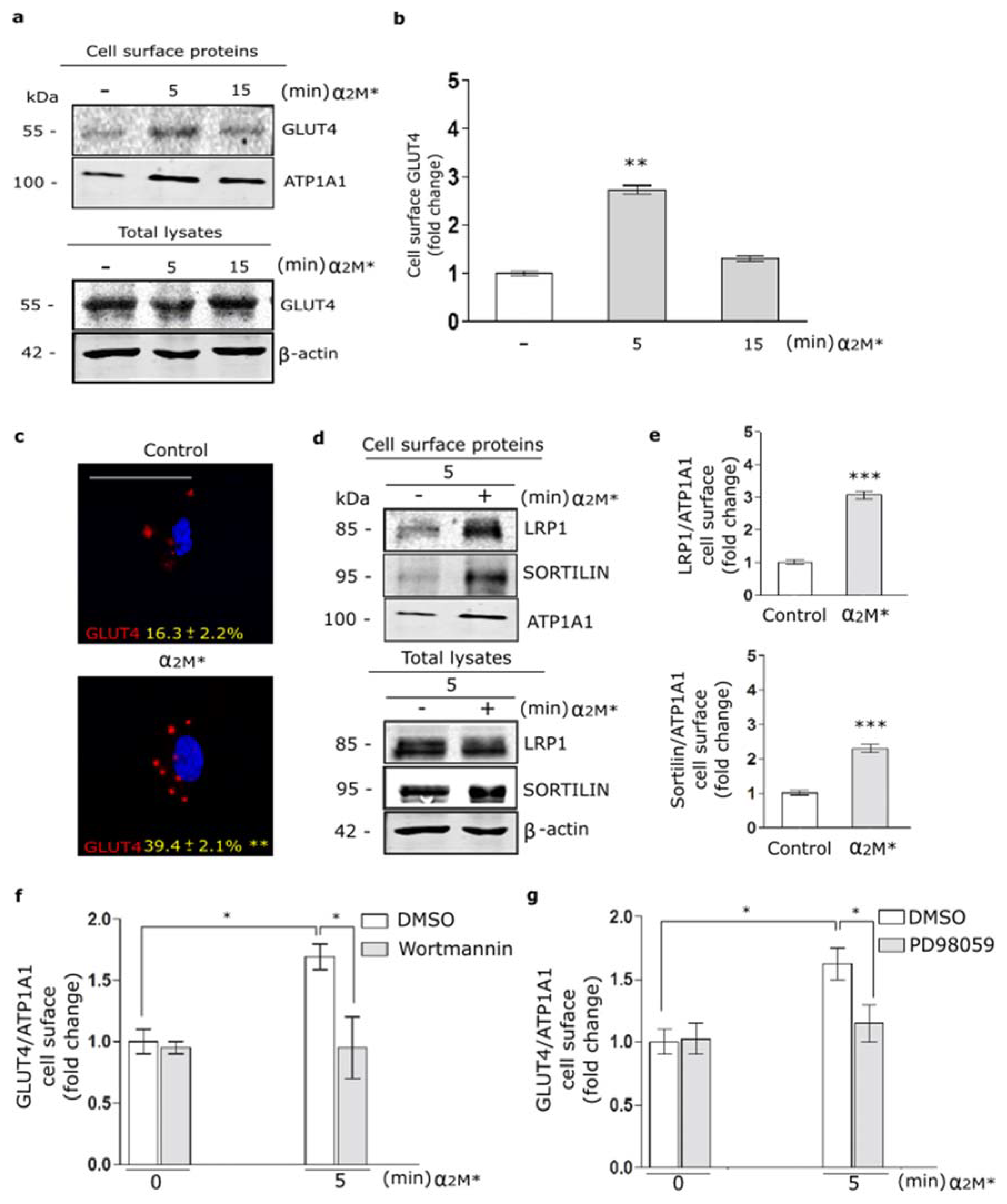 Ijms 22 06915 g002 Ijms 22 06915 g002