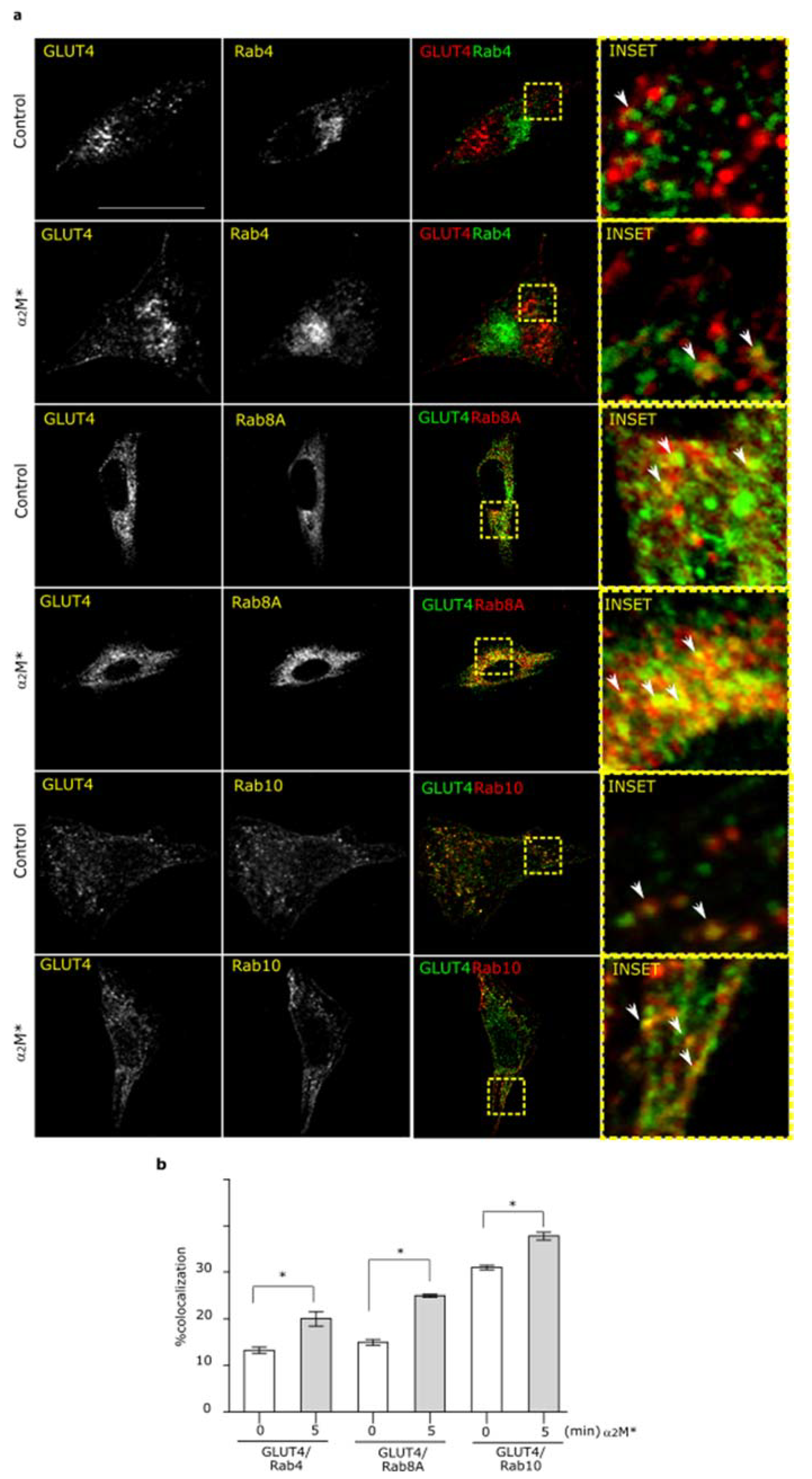 Ijms 22 06915 g003 Ijms 22 06915 g003