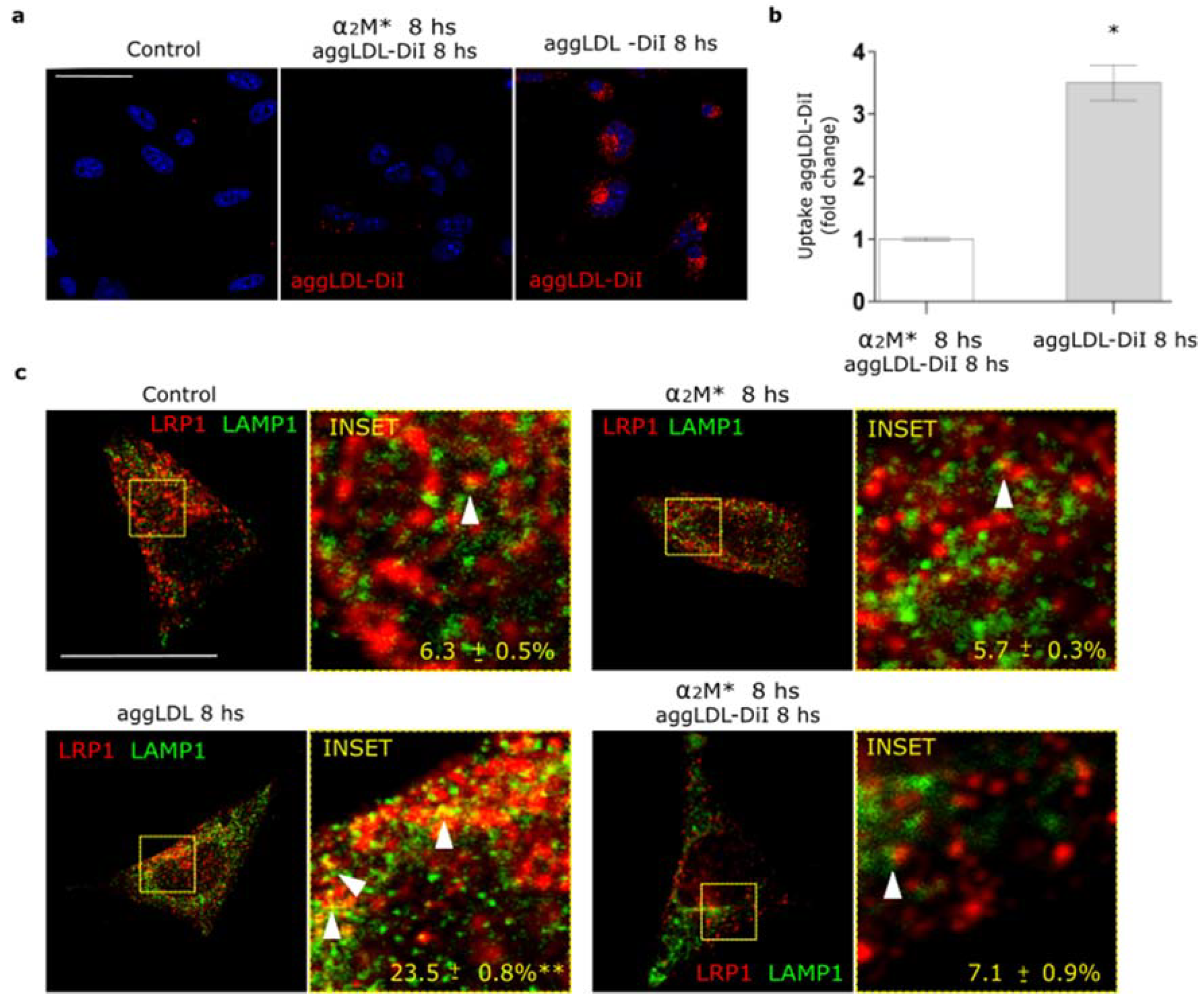 Ijms 22 06915 g005 Ijms 22 06915 g005