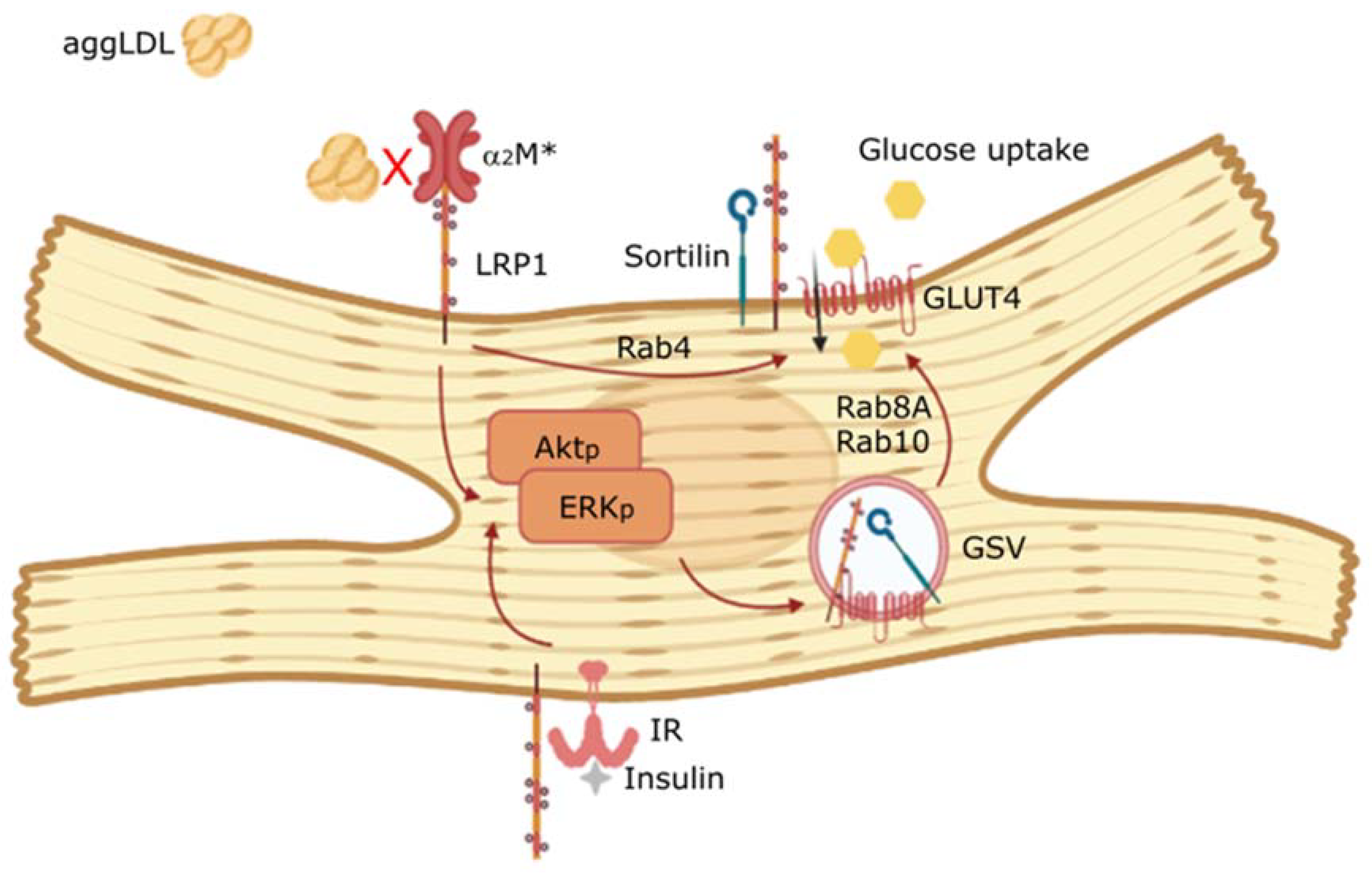 Ijms 22 06915 g008 Ijms 22 06915 g008