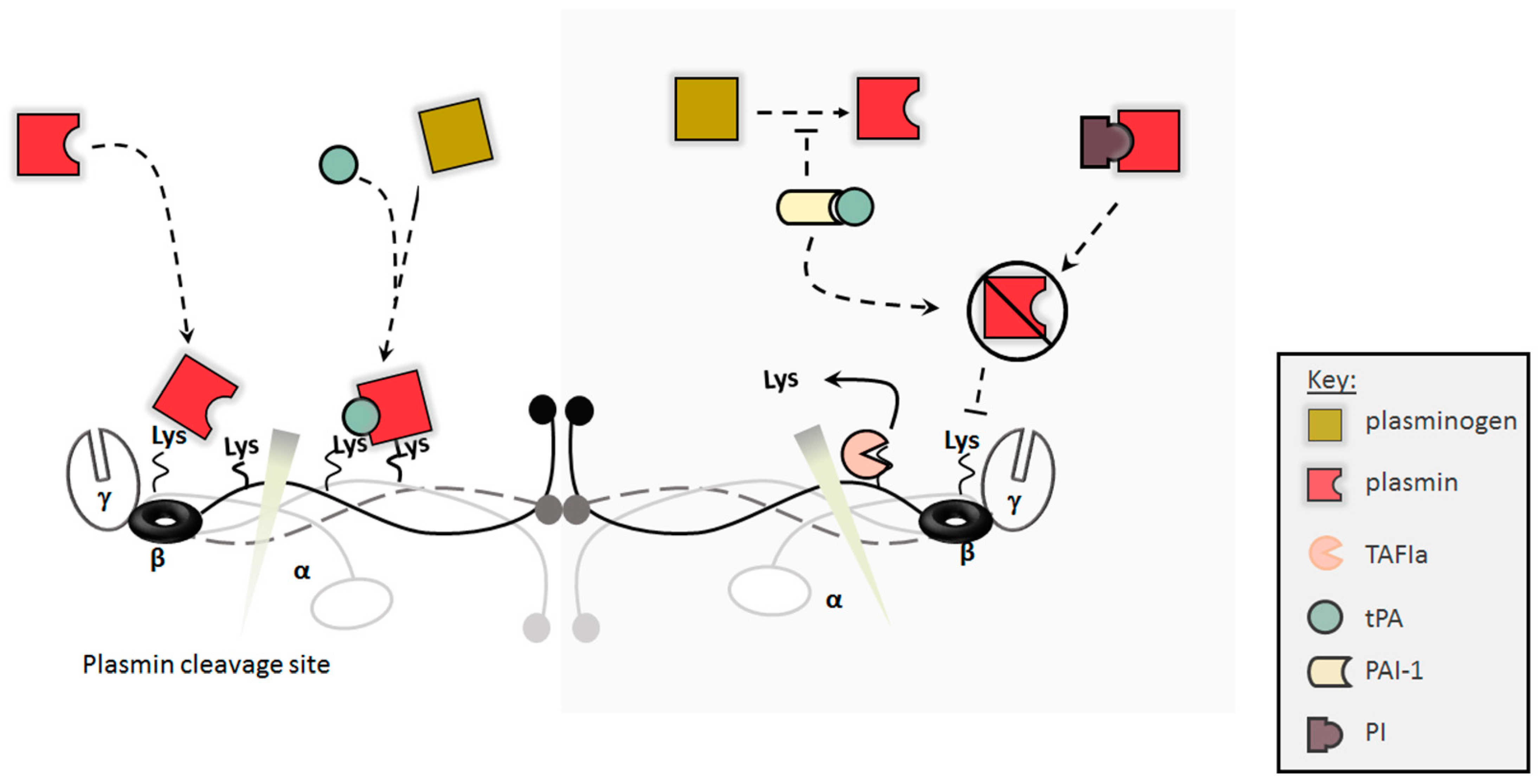 Ijms 22 06916 g003 Ijms 22 06916 g003