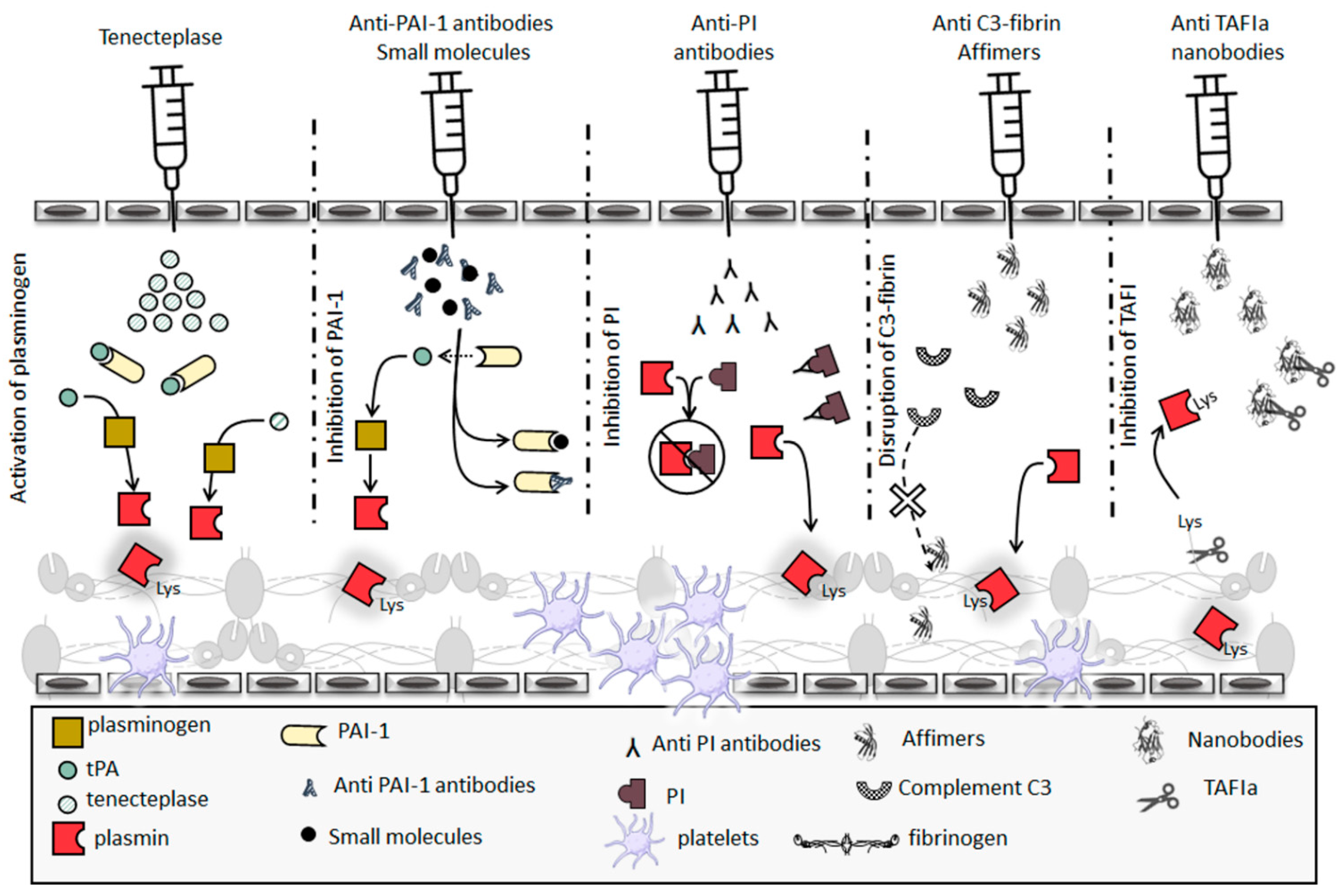 Ijms 22 06916 g004 Ijms 22 06916 g004