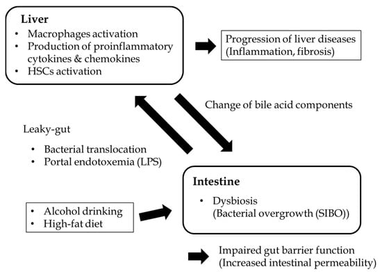 IJMS | Free Full-Text | Intestinal Permeability Is a Mechanical Rheostat in  the Pathogenesis of Liver Cirrhosis