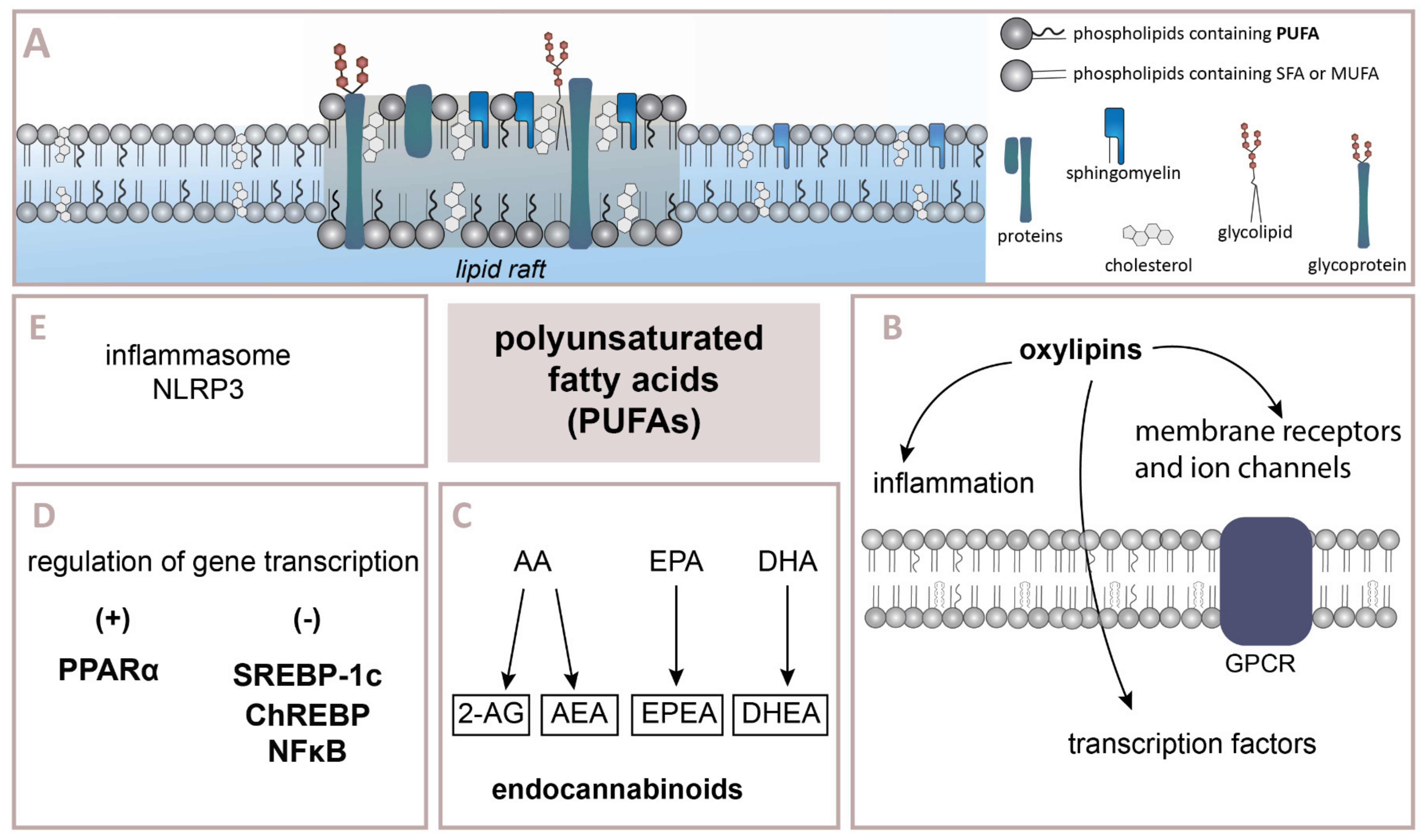 IJMS | Free Full-Text | Effects of Dietary n–3 and n–6 Polyunsaturated  Fatty Acids in Inflammation and Cancerogenesis