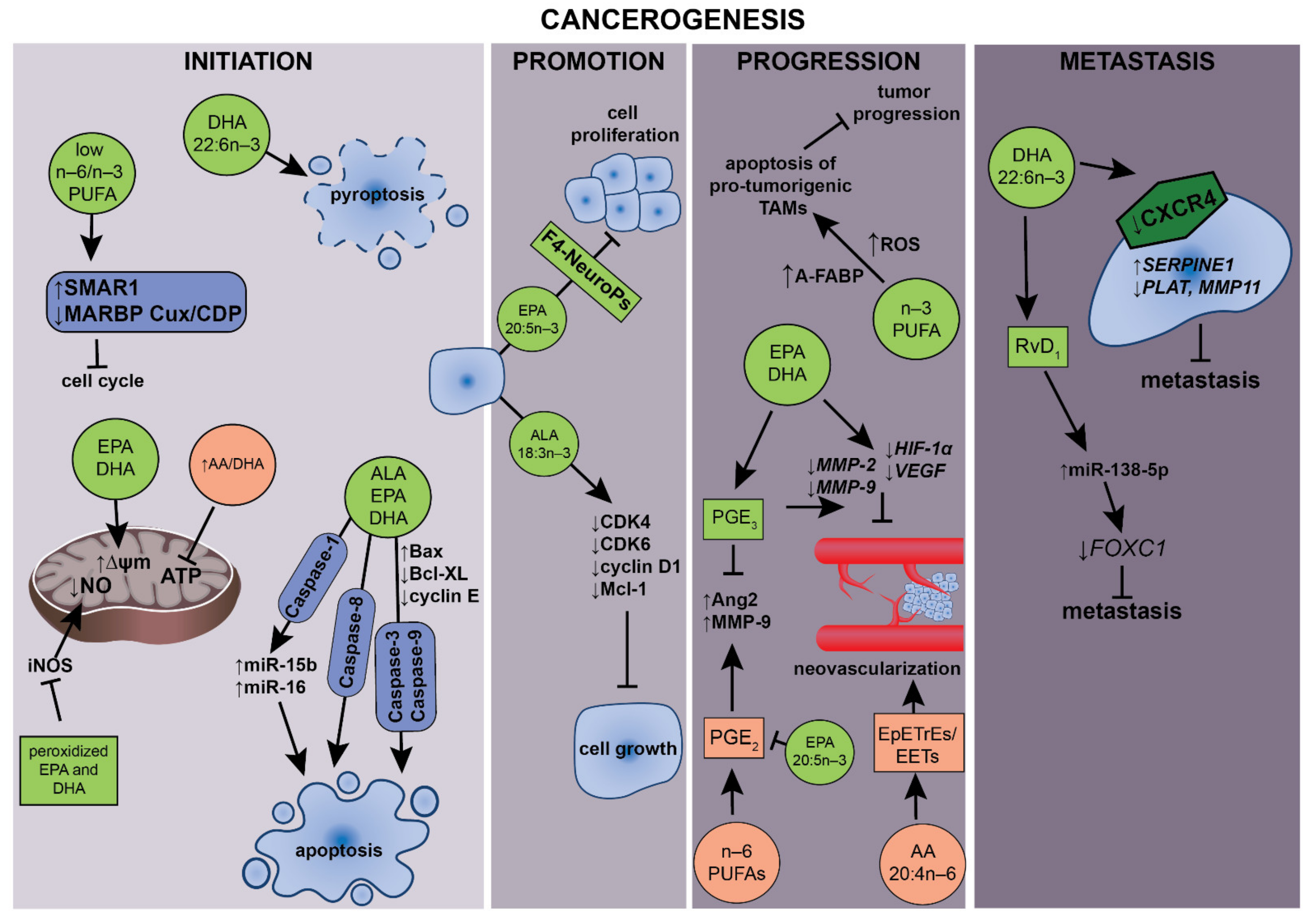 Ijms 22 06965 g003 Ijms 22 06965 g003