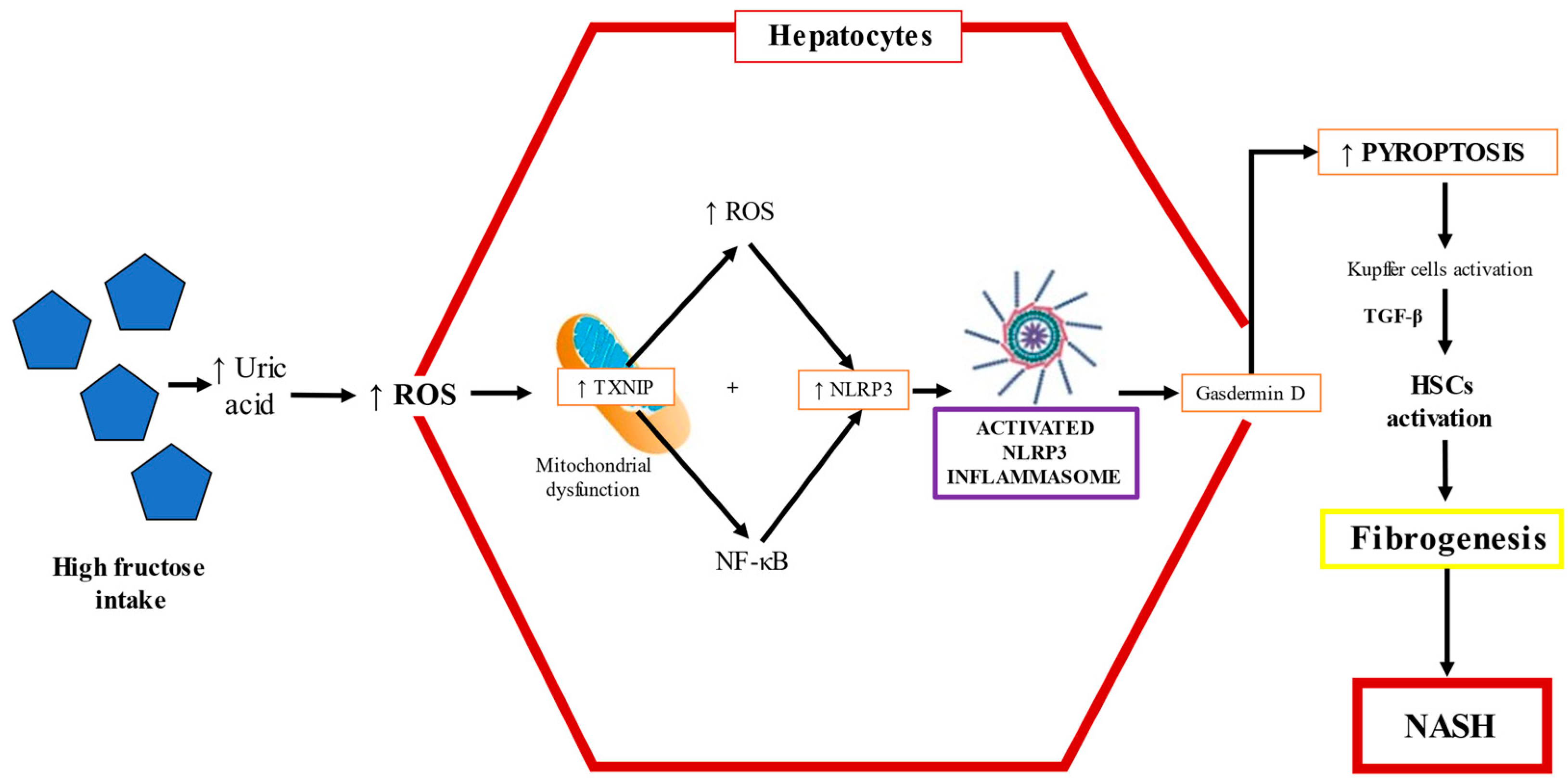 Ijms 22 06969 g005 Ijms 22 06969 g005