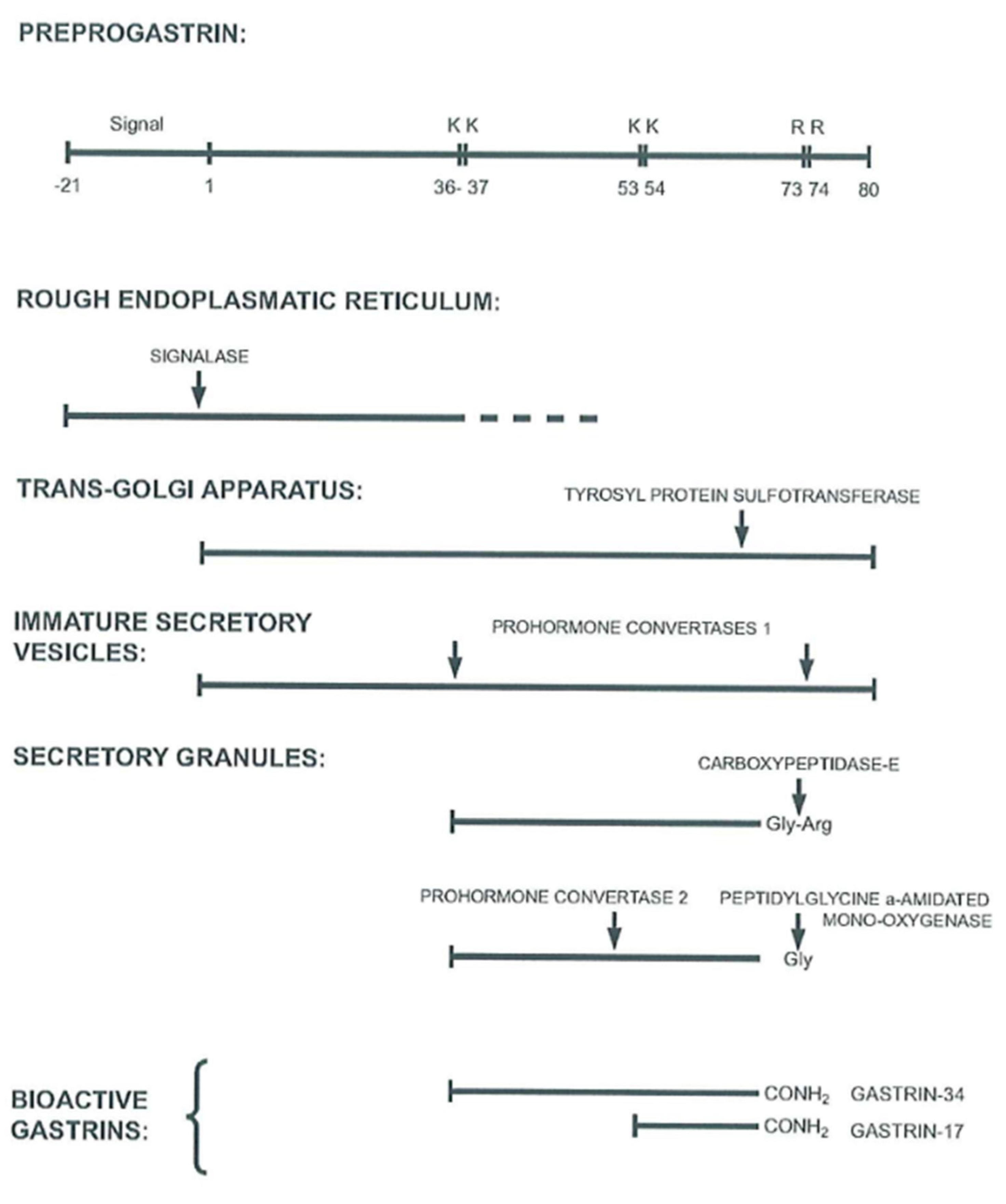 Ijms 22 06977 g002 Ijms 22 06977 g002