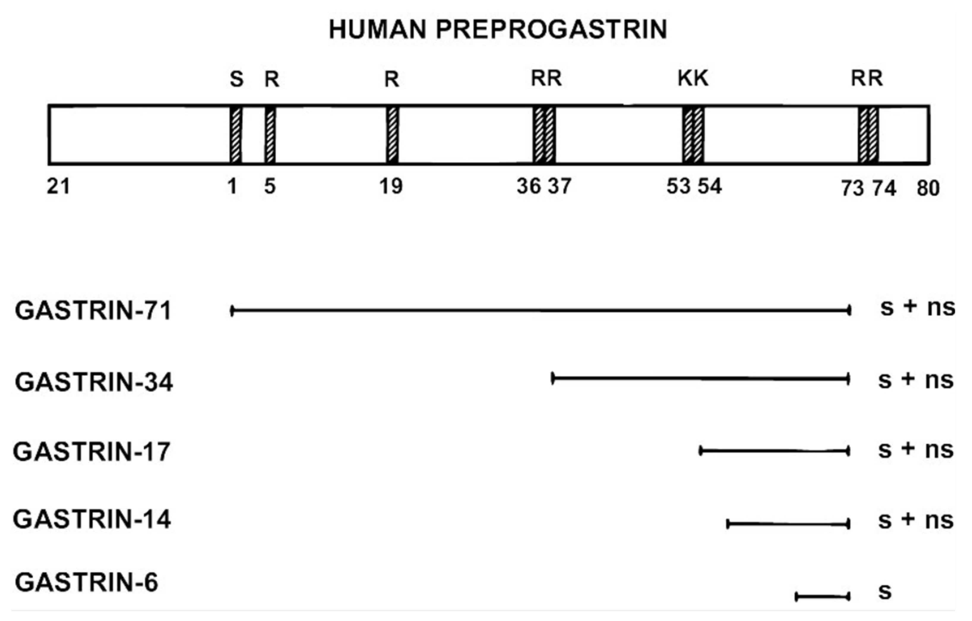 Ijms 22 06977 g003 Ijms 22 06977 g003