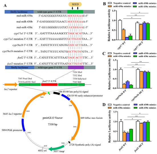 IJMS | Free Full-Text | Integrated Analysis of miR-430 on ...