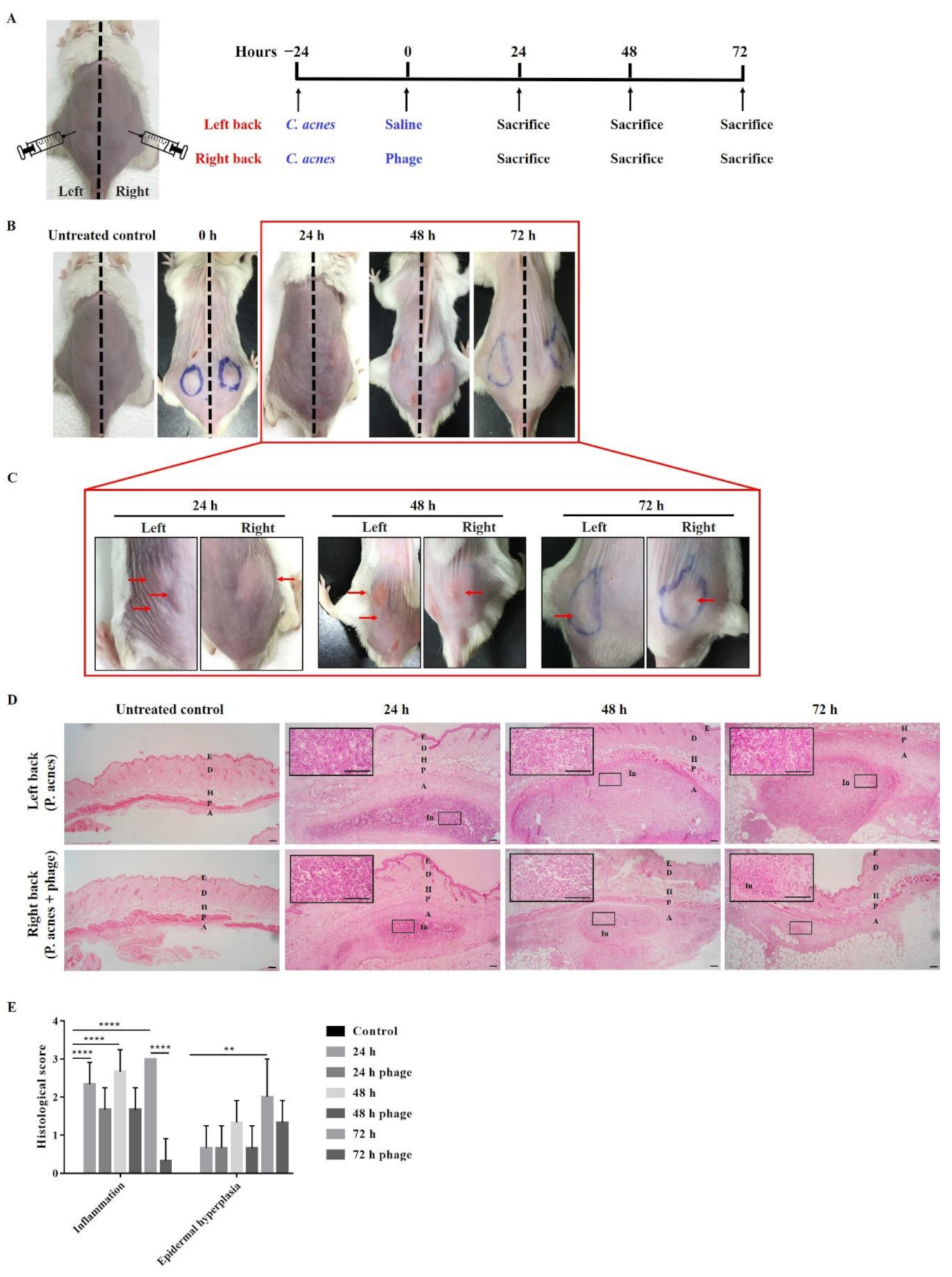 Ijms 22 07031 g003 Ijms 22 07031 g003