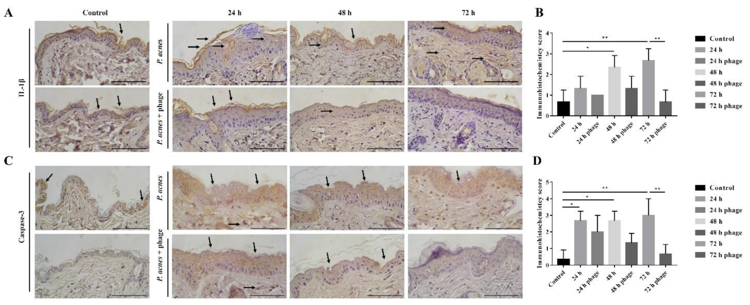 Ijms 22 07031 g004 Ijms 22 07031 g004