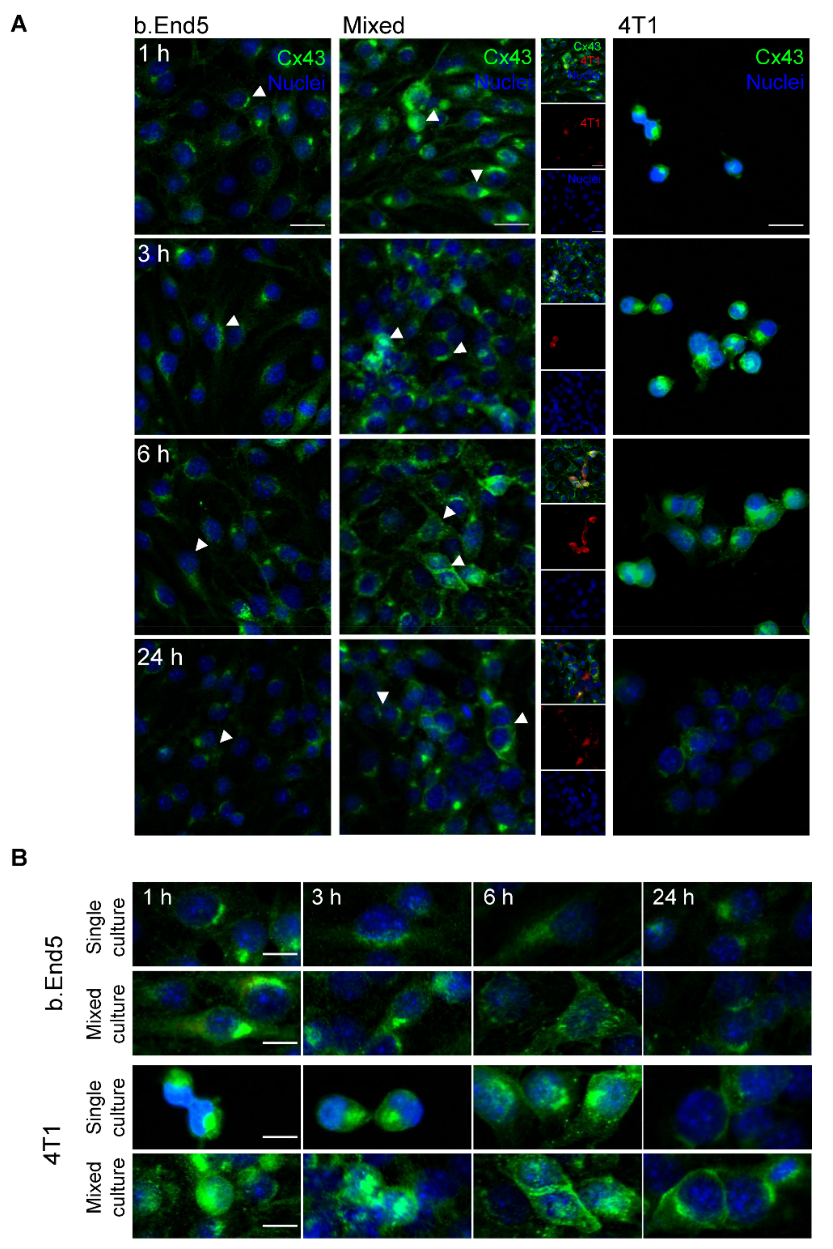 Ijms 22 07057 g005 Ijms 22 07057 g005