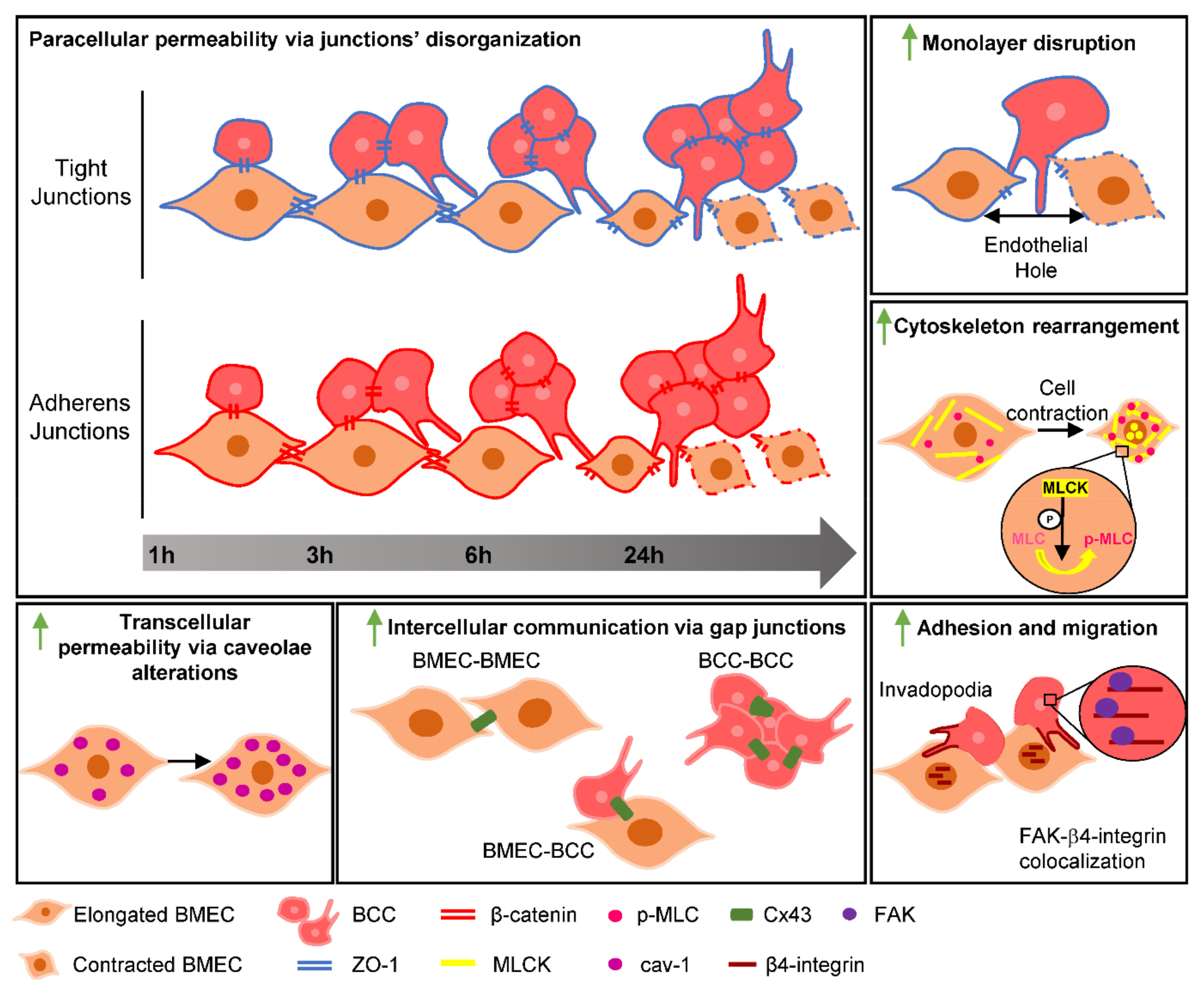 Ijms 22 07057 g008 Ijms 22 07057 g008