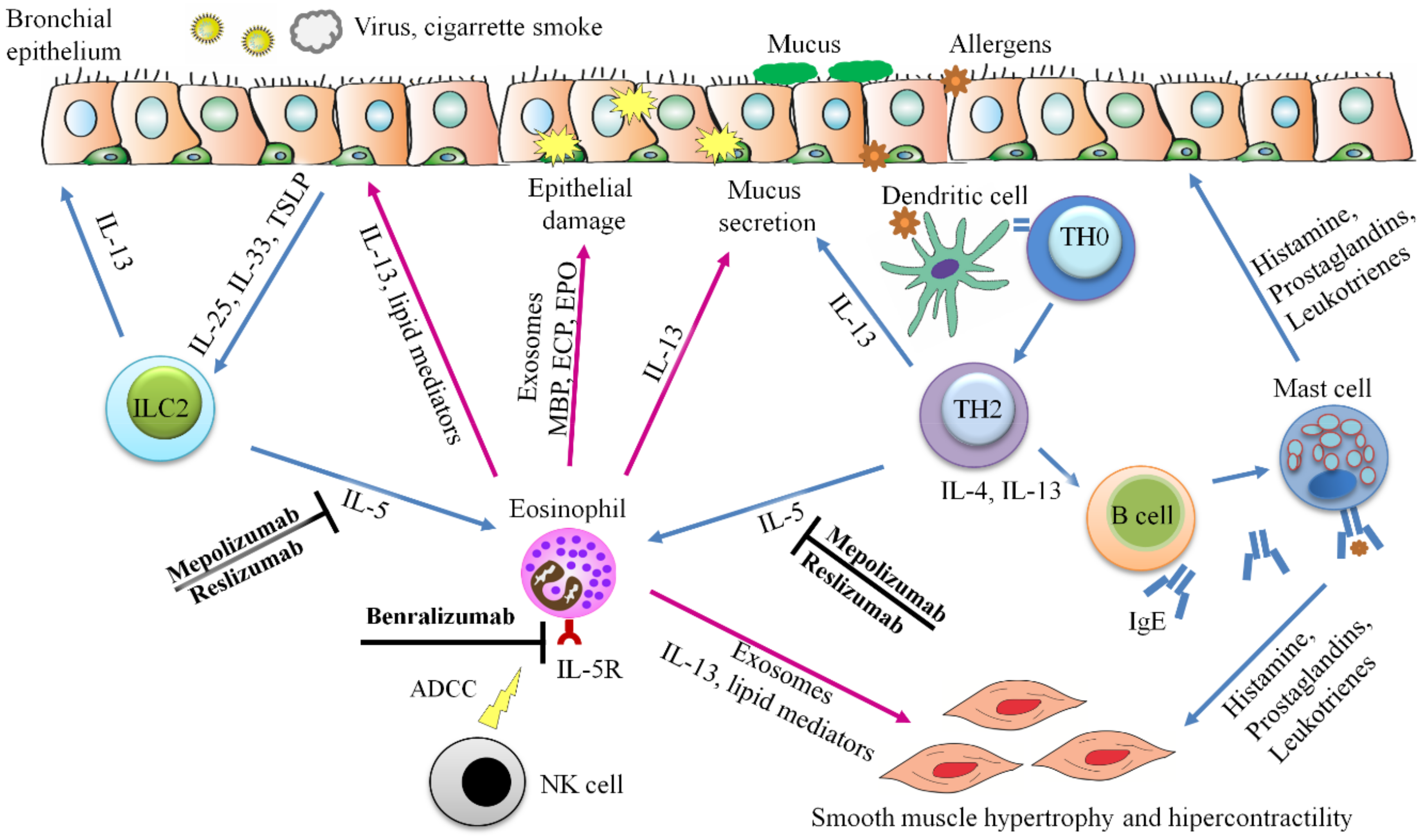 IJMS | Free Full-Text | Emerging Evidence for Pleiotropism of Eosinophils